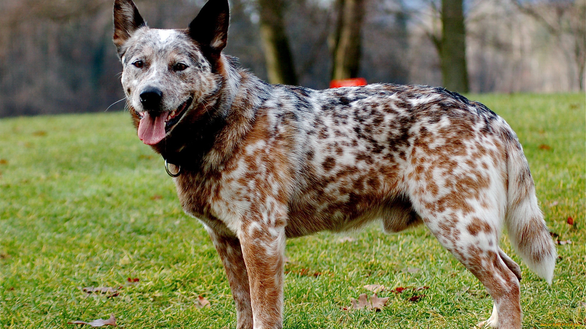 животные, собаки, собака