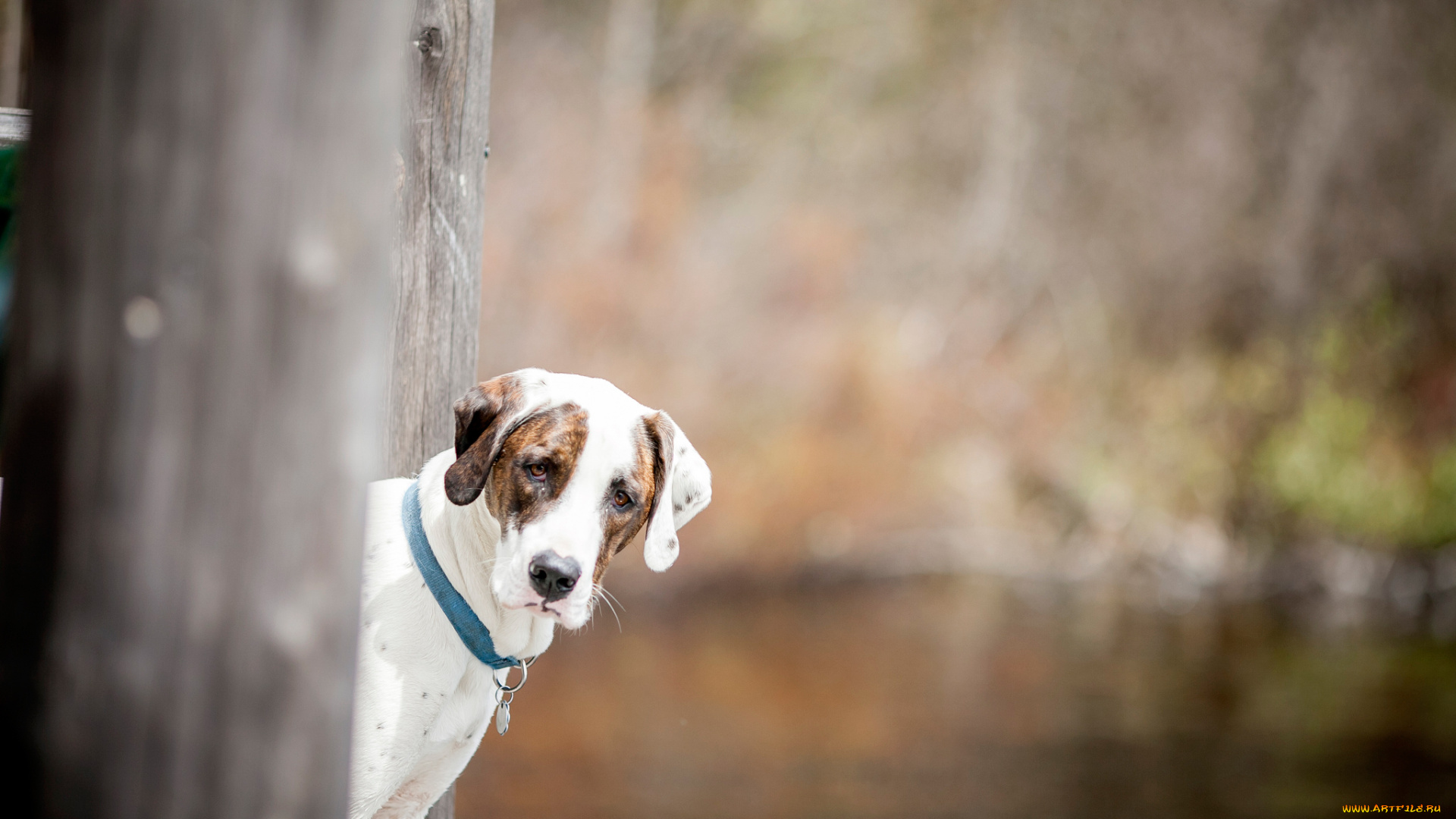 животные, собаки, взгляд, ошейник