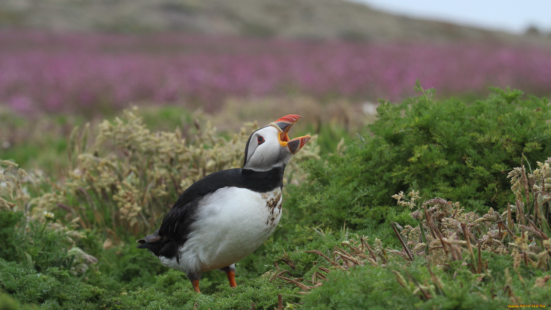 животные, тупики, птица