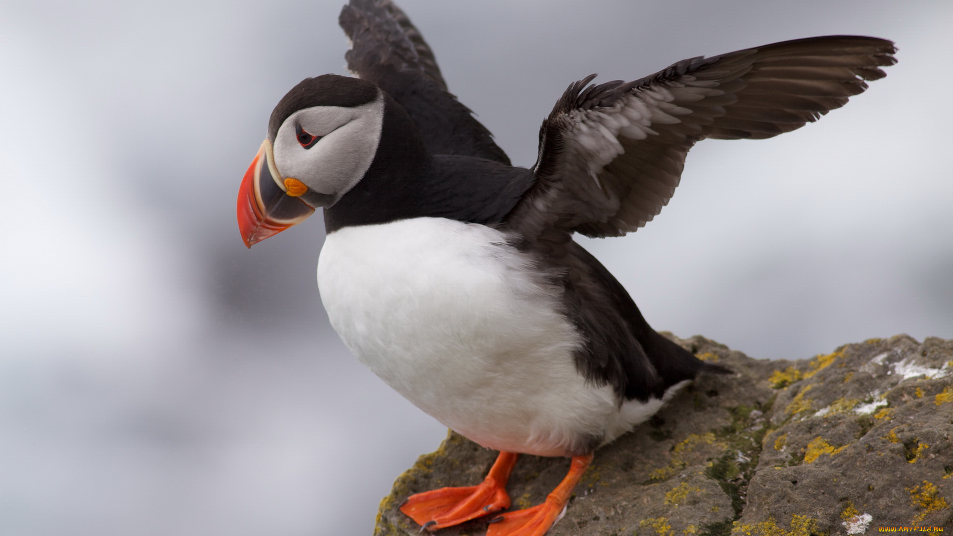 животные, тупики, птица