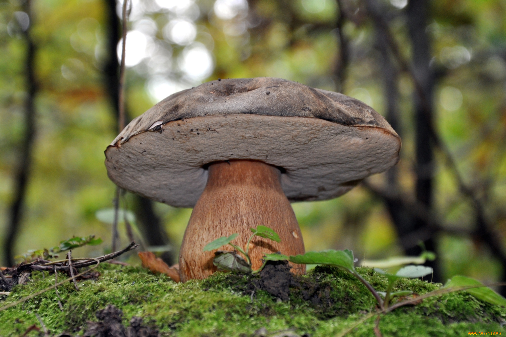природа, грибы, боровик