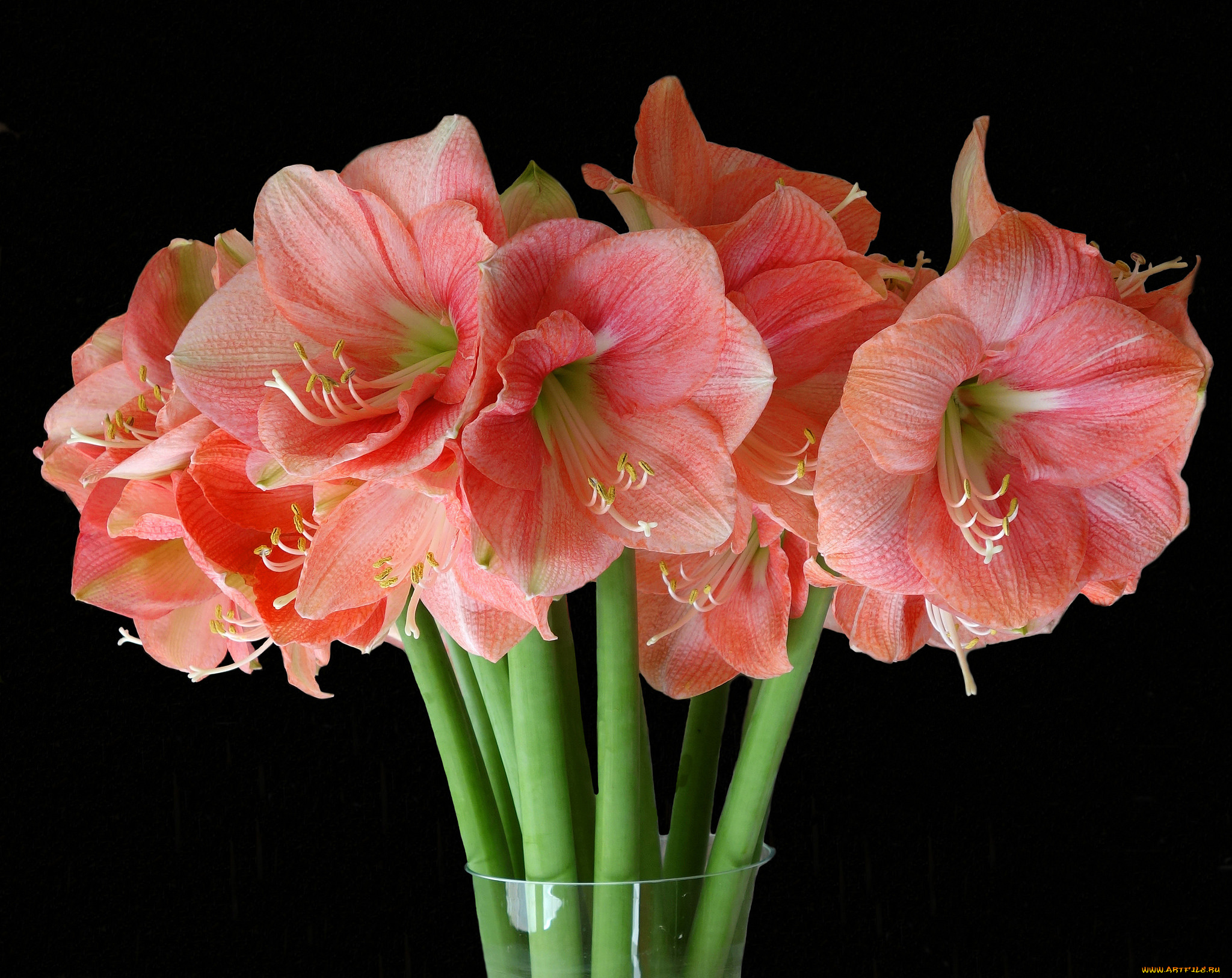 цветы, амариллисы, , гиппеаструмы, букет, гладиолусы