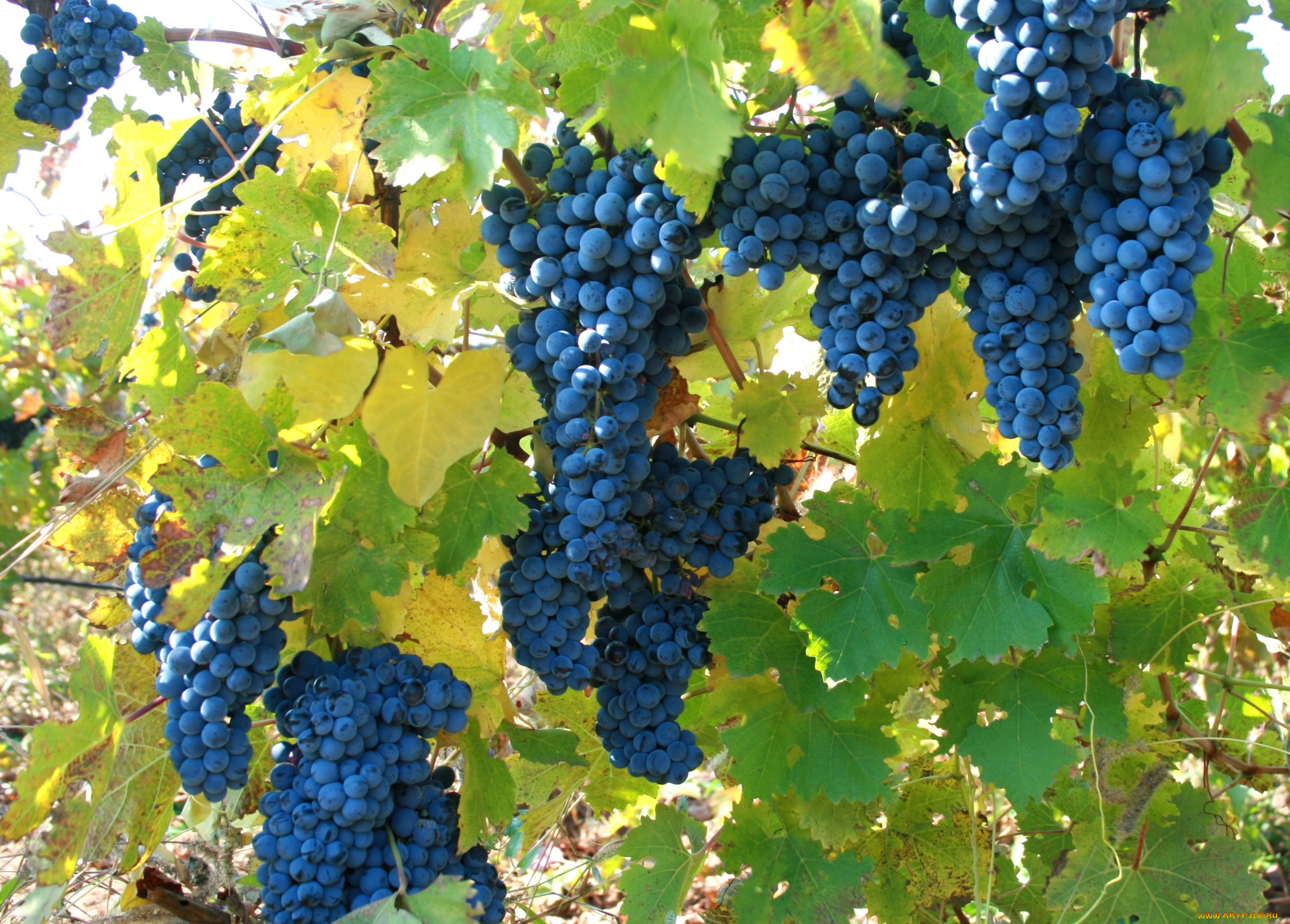 природа, Ягоды, , виноград, лоза