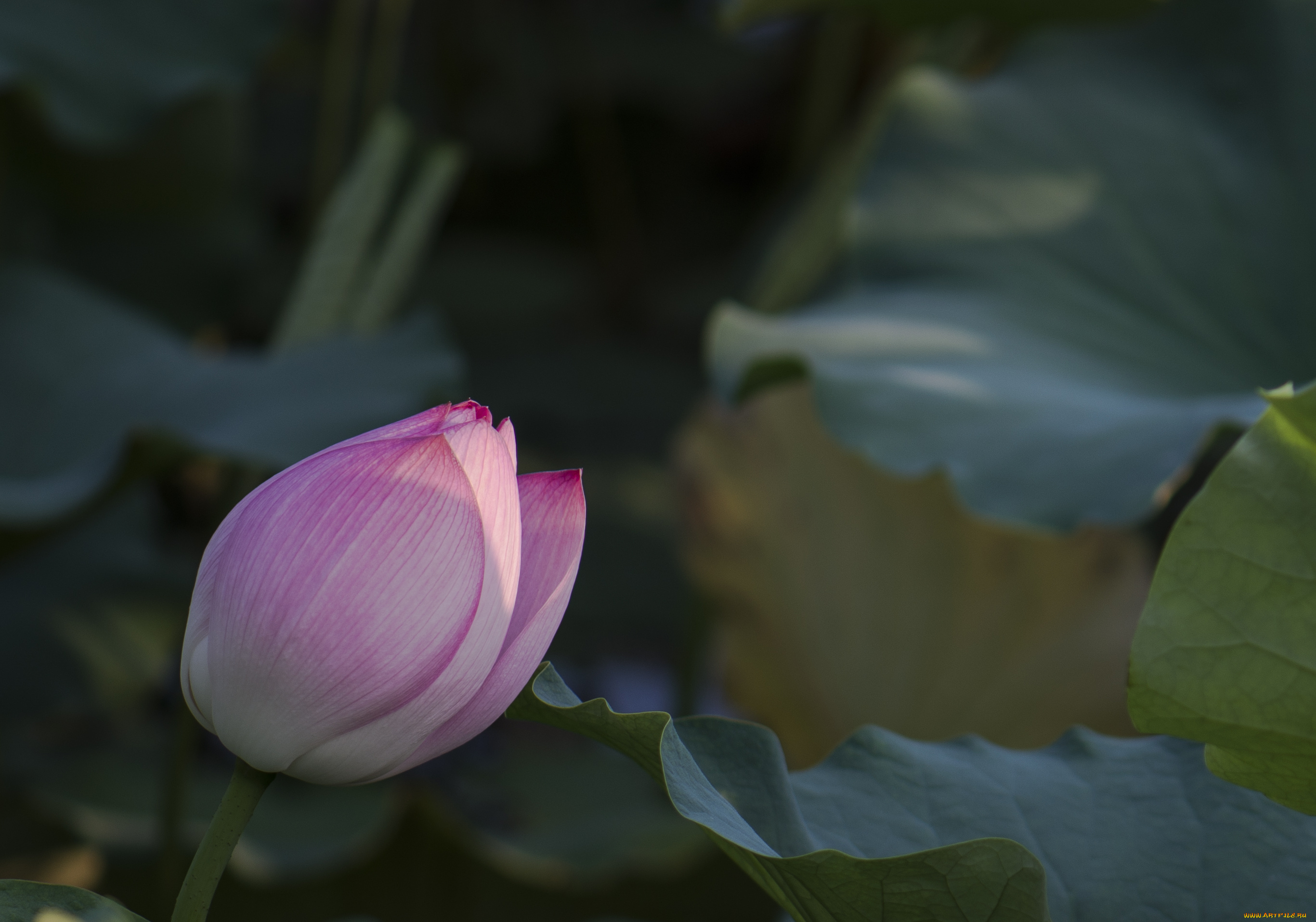 цветы, лотосы, бутон