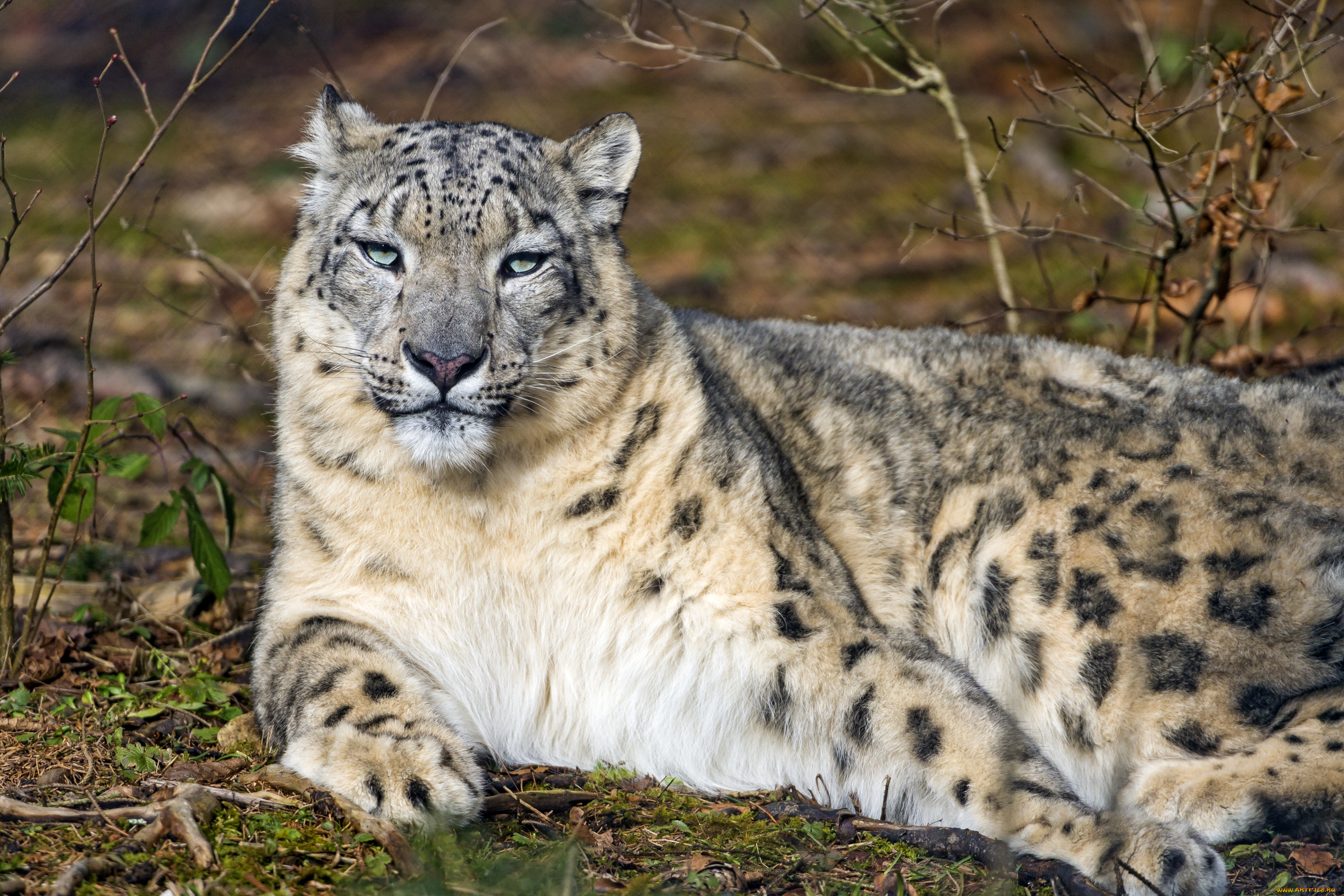 животные, снежный, барс, , ирбис, барс