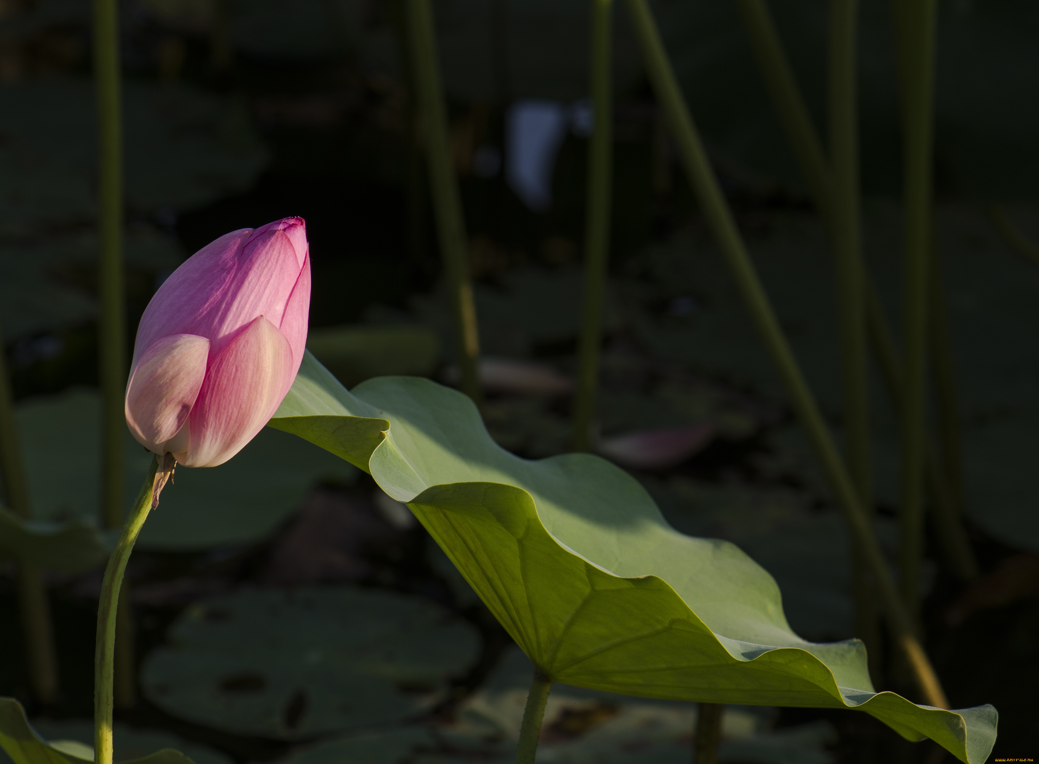 цветы, лотосы, бутон