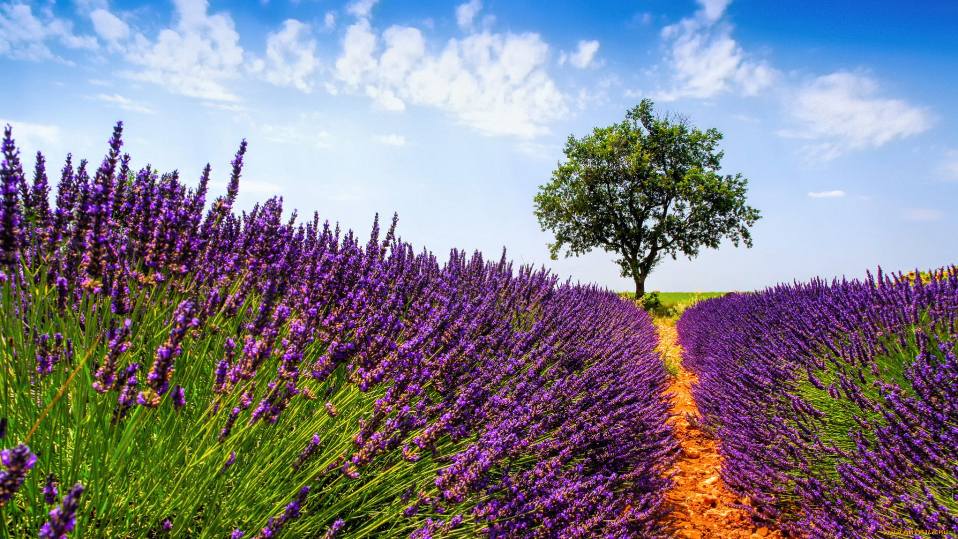 цветы, лаванда, франция, прованс, лето, июль, поле, дерево, небо, облака