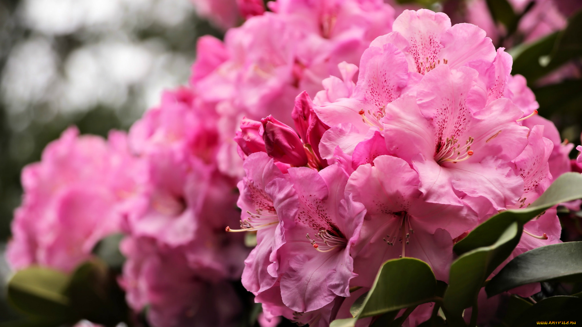 цветы, рододендроны, , азалии, азалия, розовый, рододендрон, макро