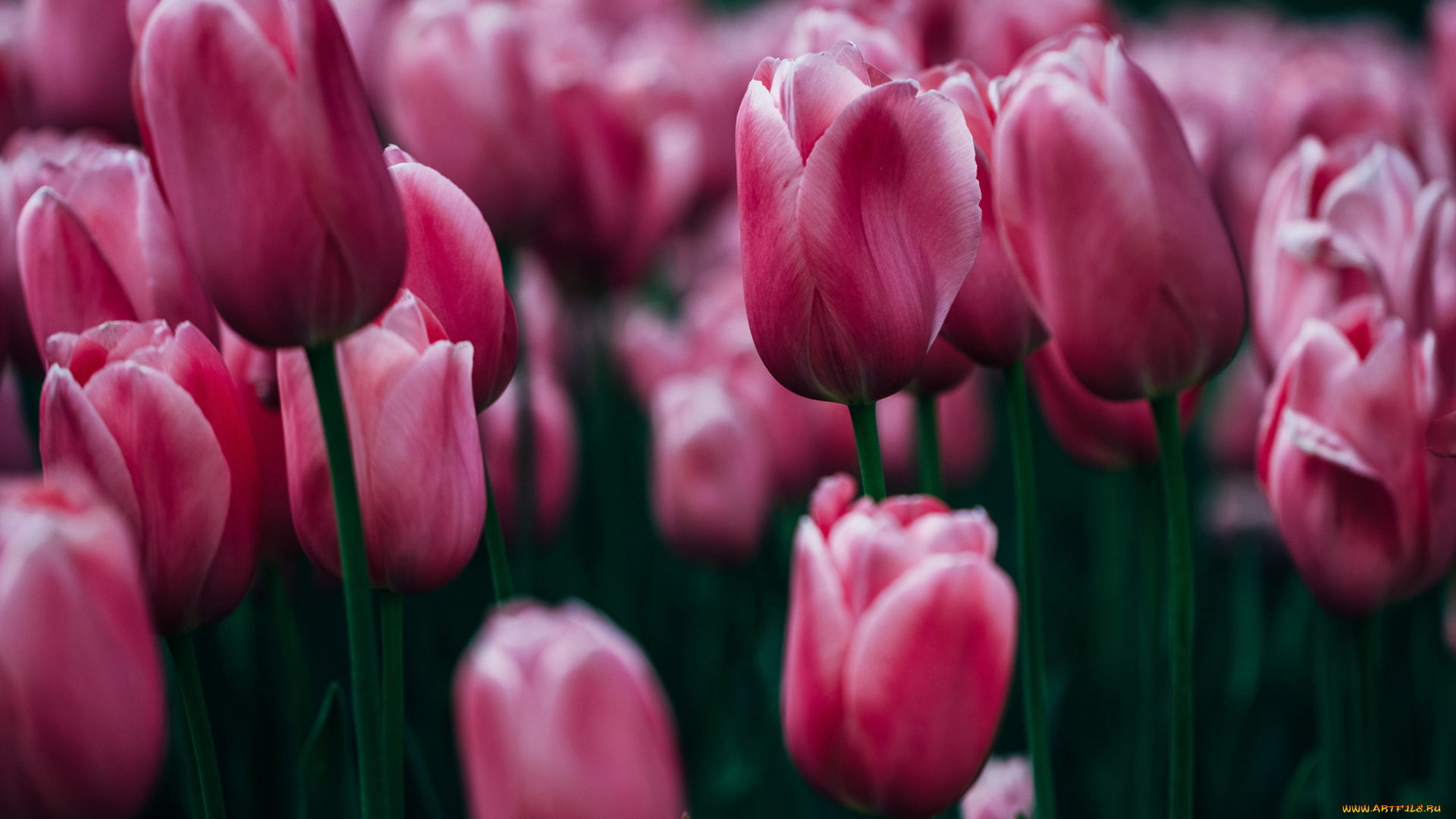 цветы, тюльпаны, розмытие, фон