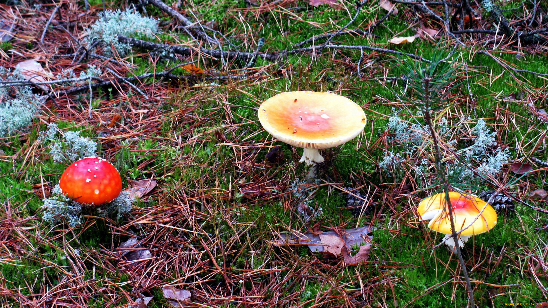 природа, грибы, , мухомор, трио