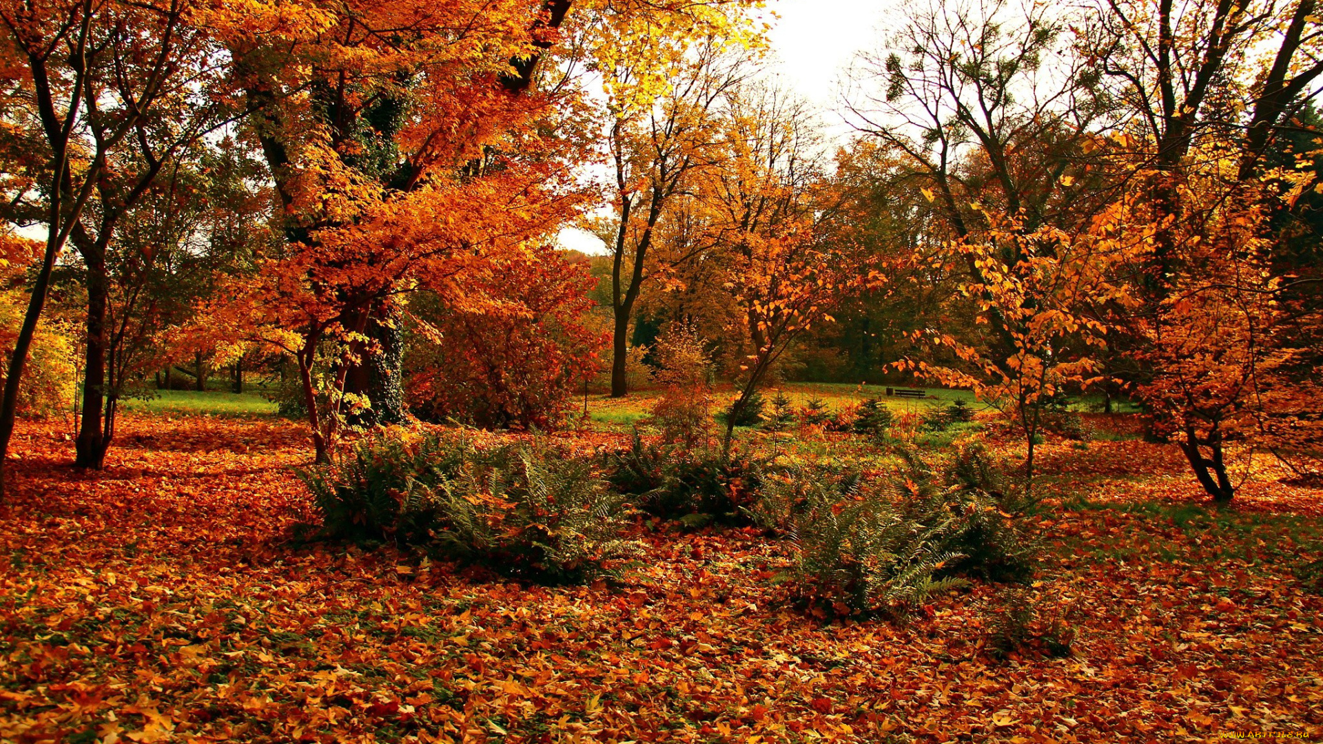 природа, лес, листья, осень