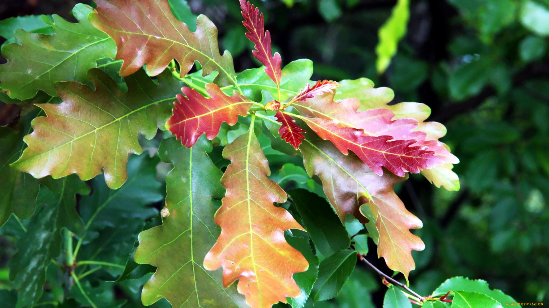 природа, листья, дубовые