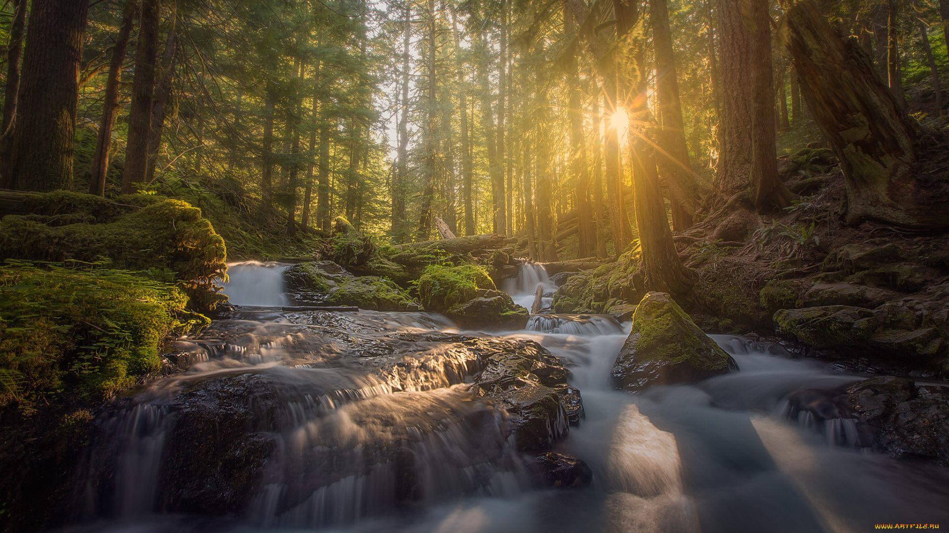 природа, реки, озера, лес, река