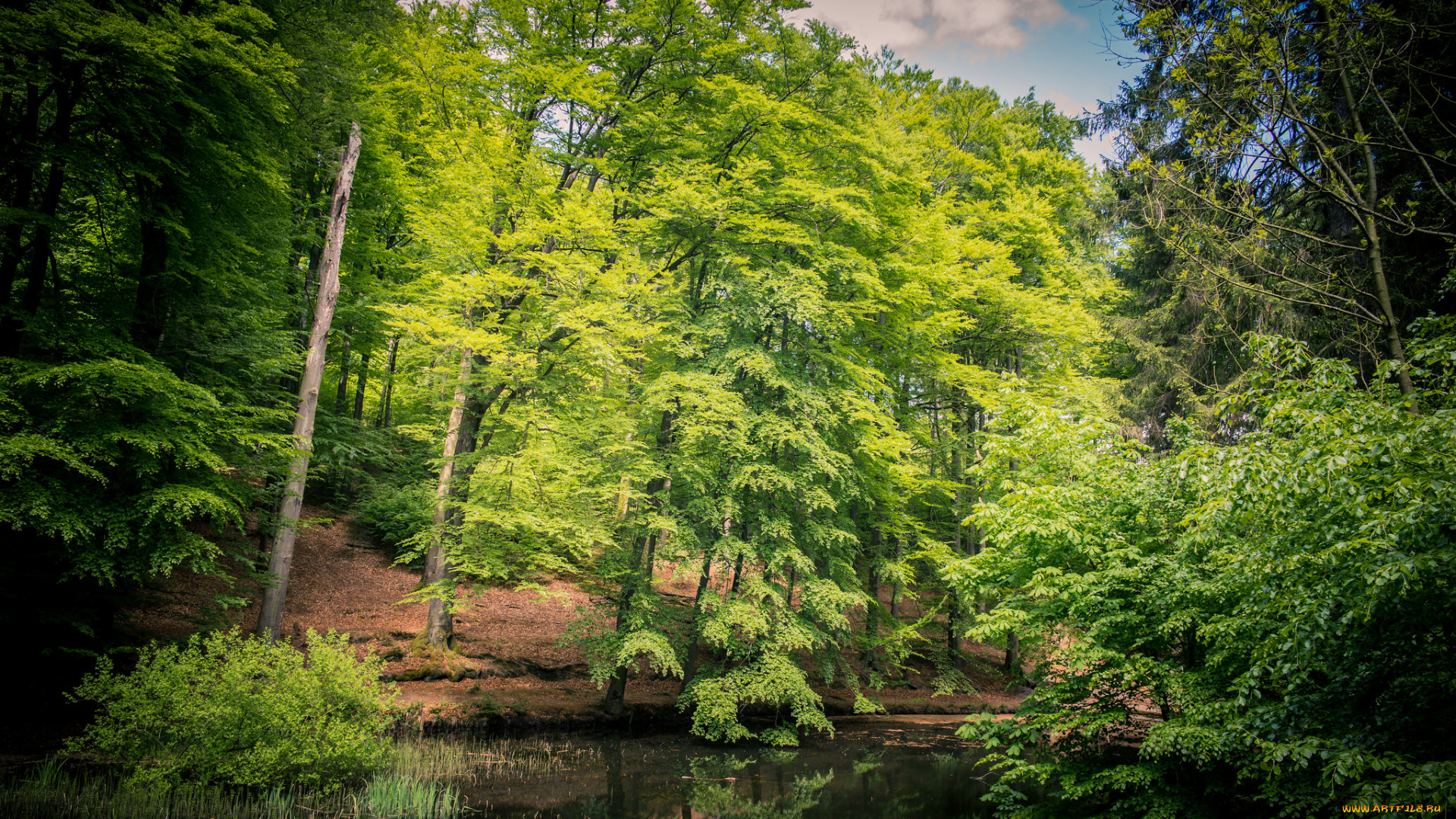 природа, реки, озера, река, лес