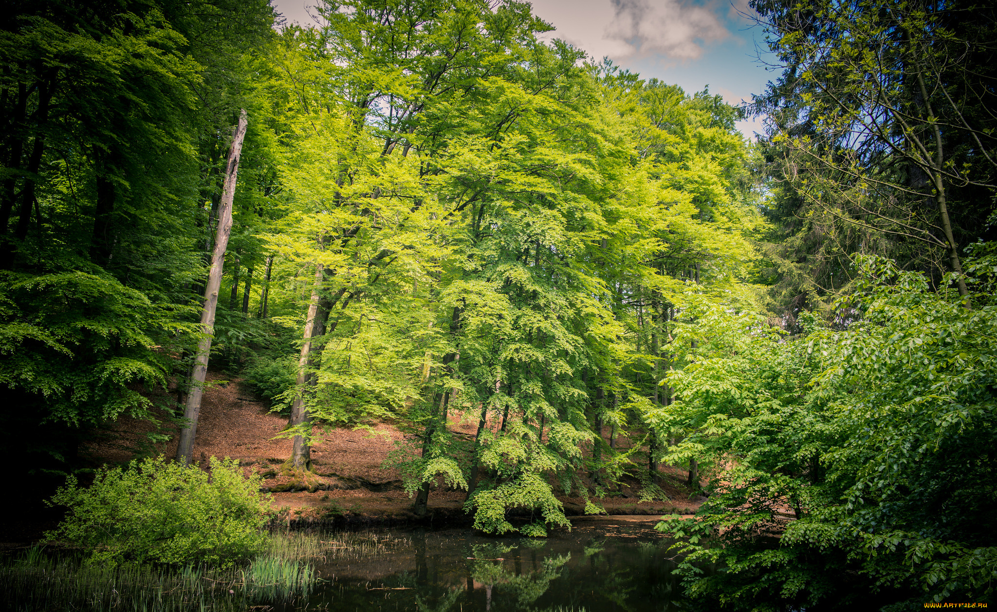 природа, реки, озера, река, лес