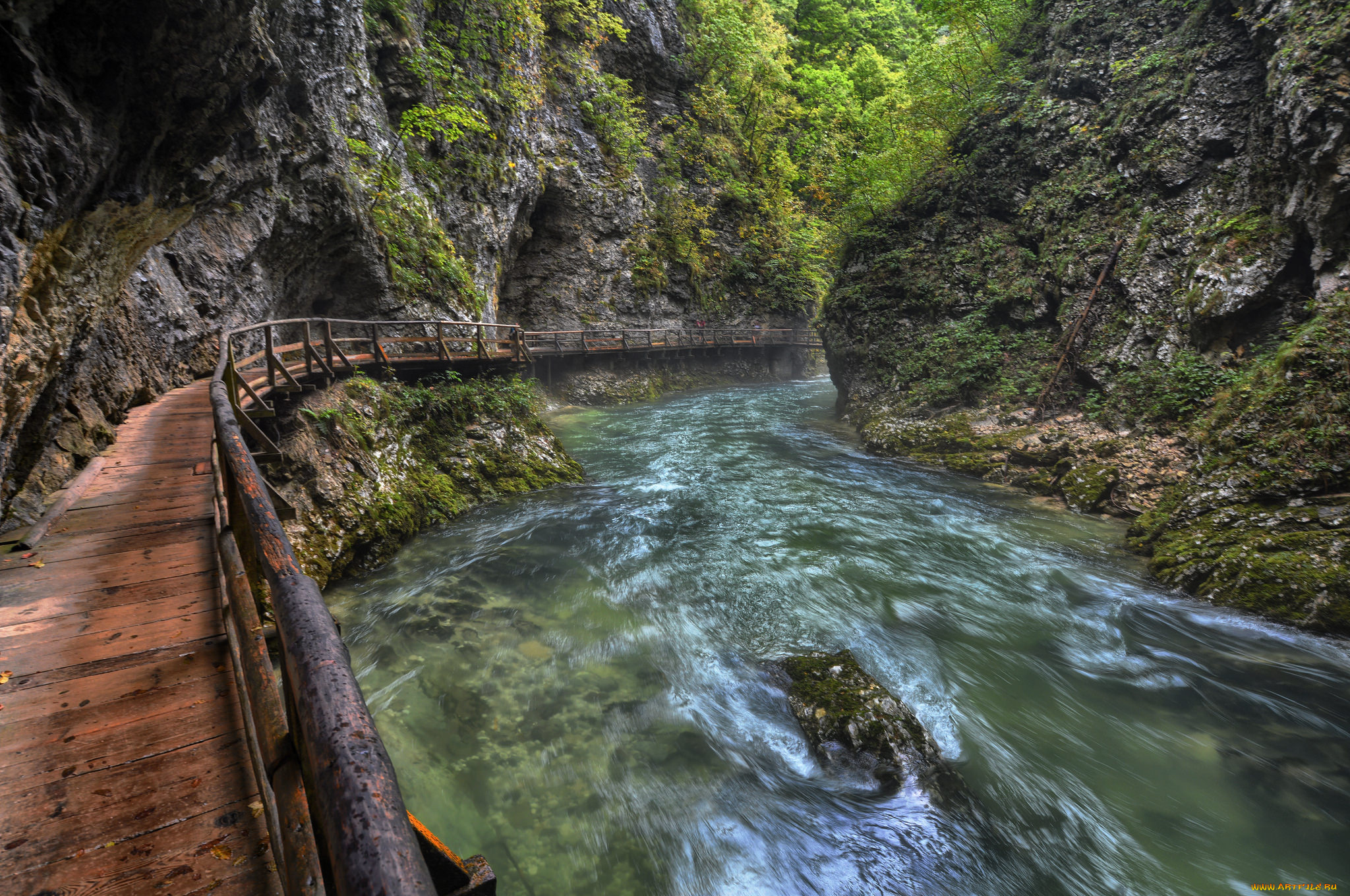 природа, реки, озера, лес, река