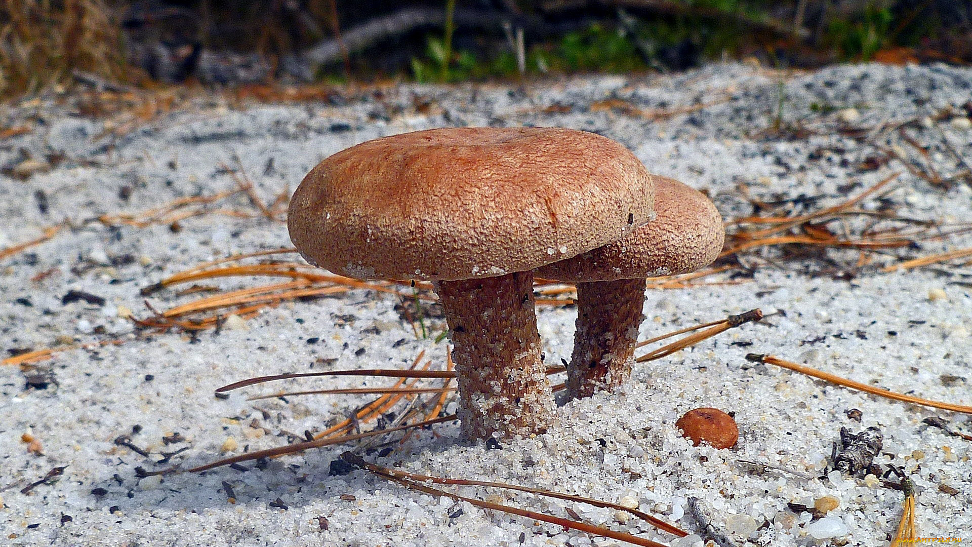 природа, грибы, дуэт