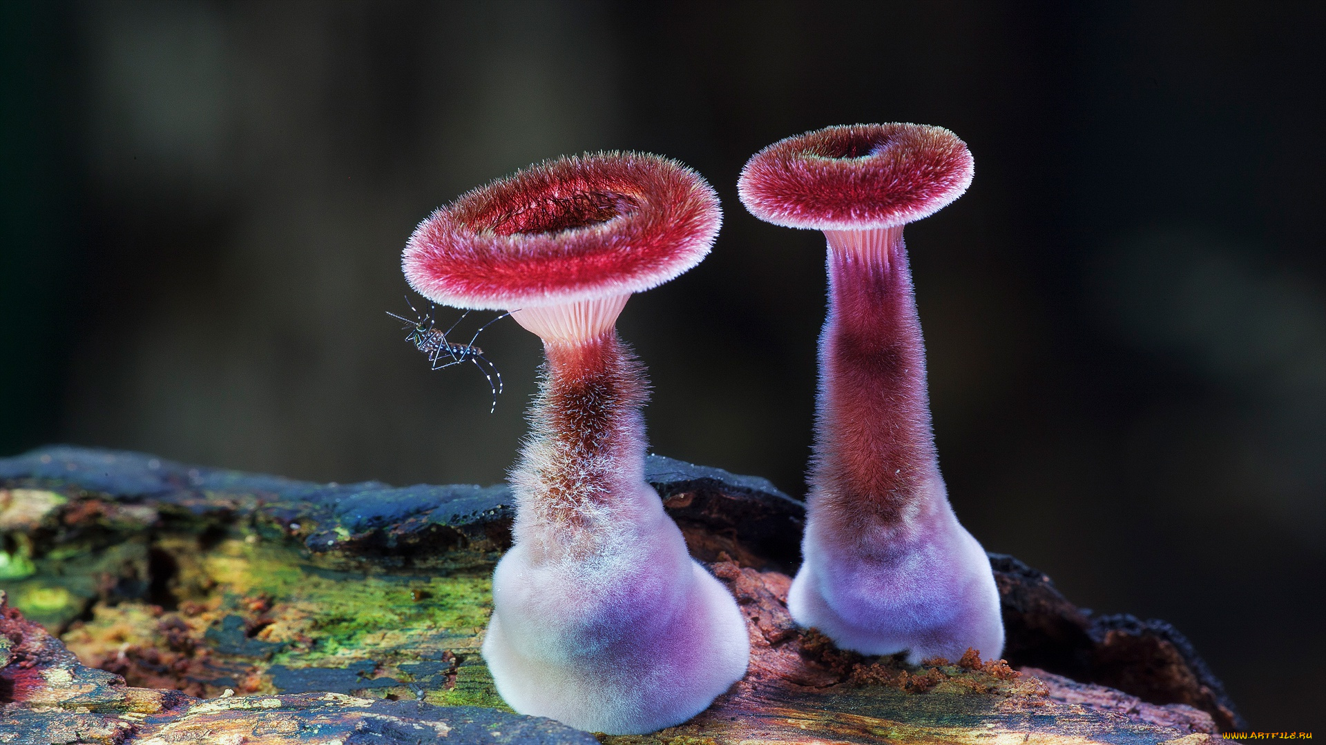 природа, грибы, комар, дерево, макро