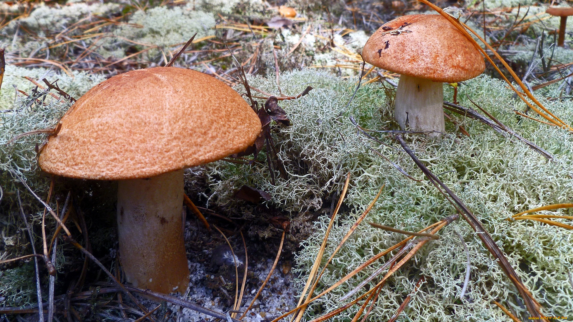 природа, грибы, подберезовики