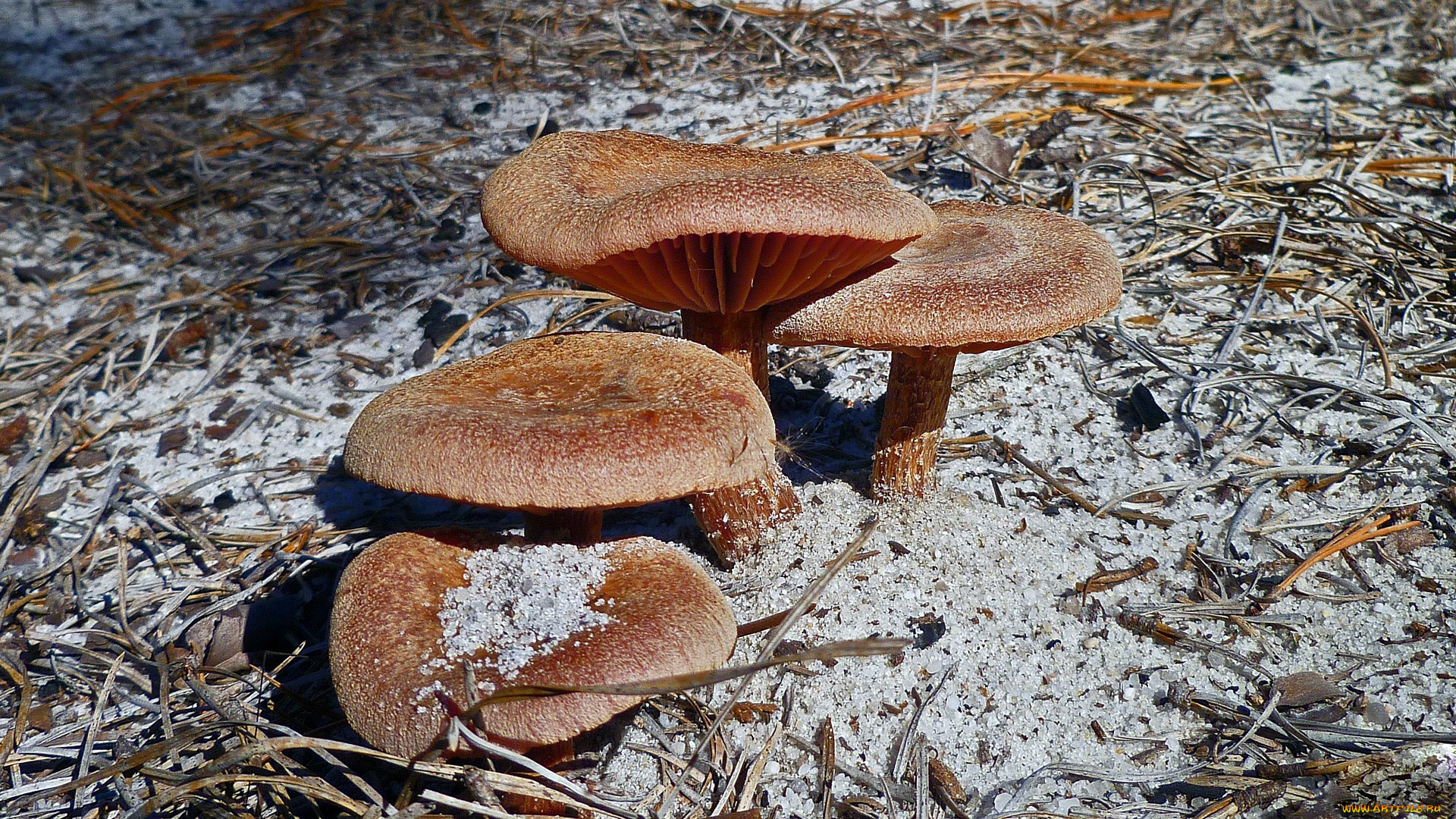 природа, грибы, шляпки
