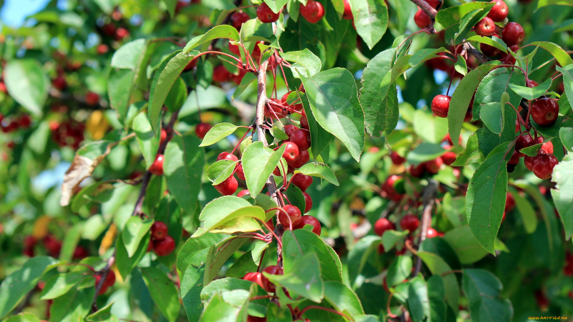 природа, плоды, яблоки, яблоня