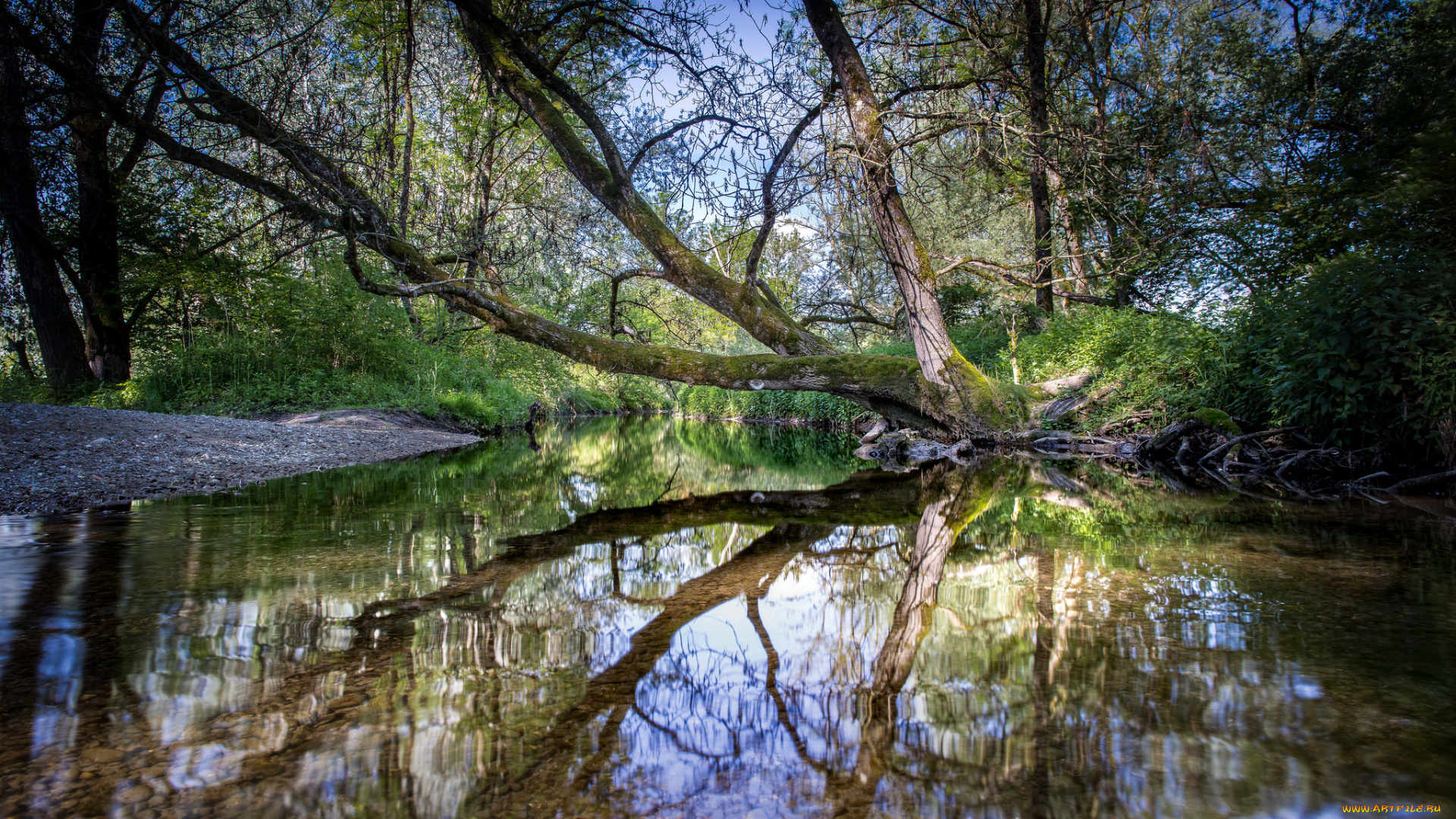 природа, реки, озера, лес, река