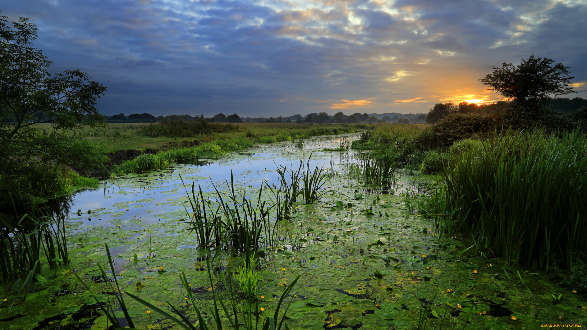 природа, реки, озера, река, лес