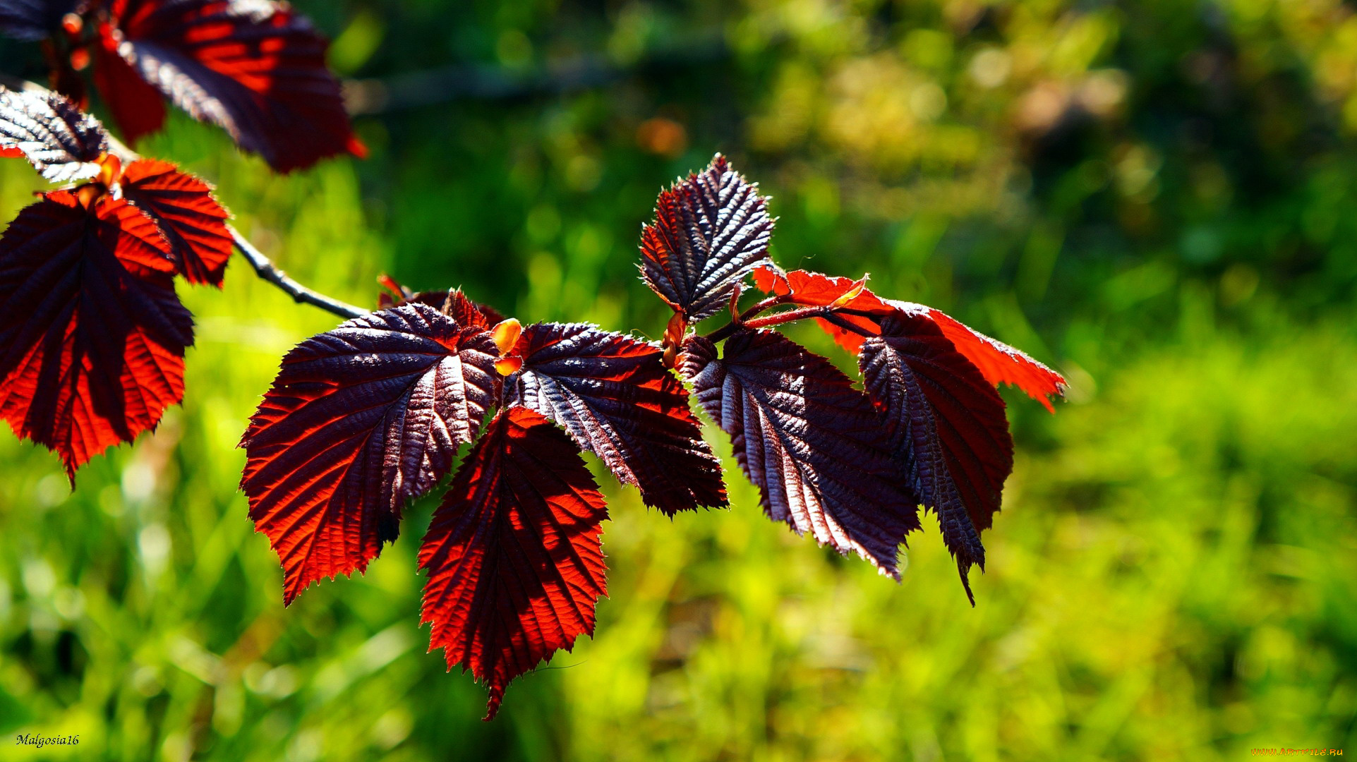 природа, листья, ветка