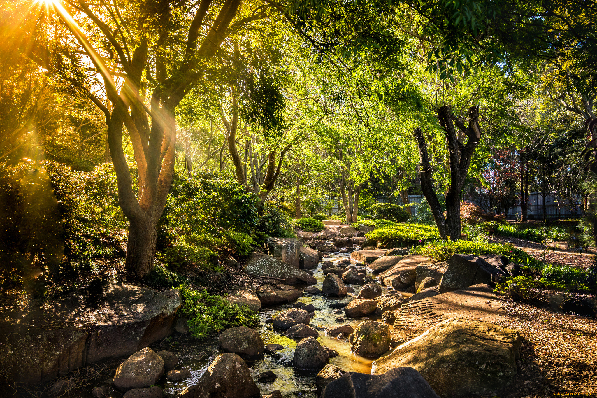 природа, парк, ручей