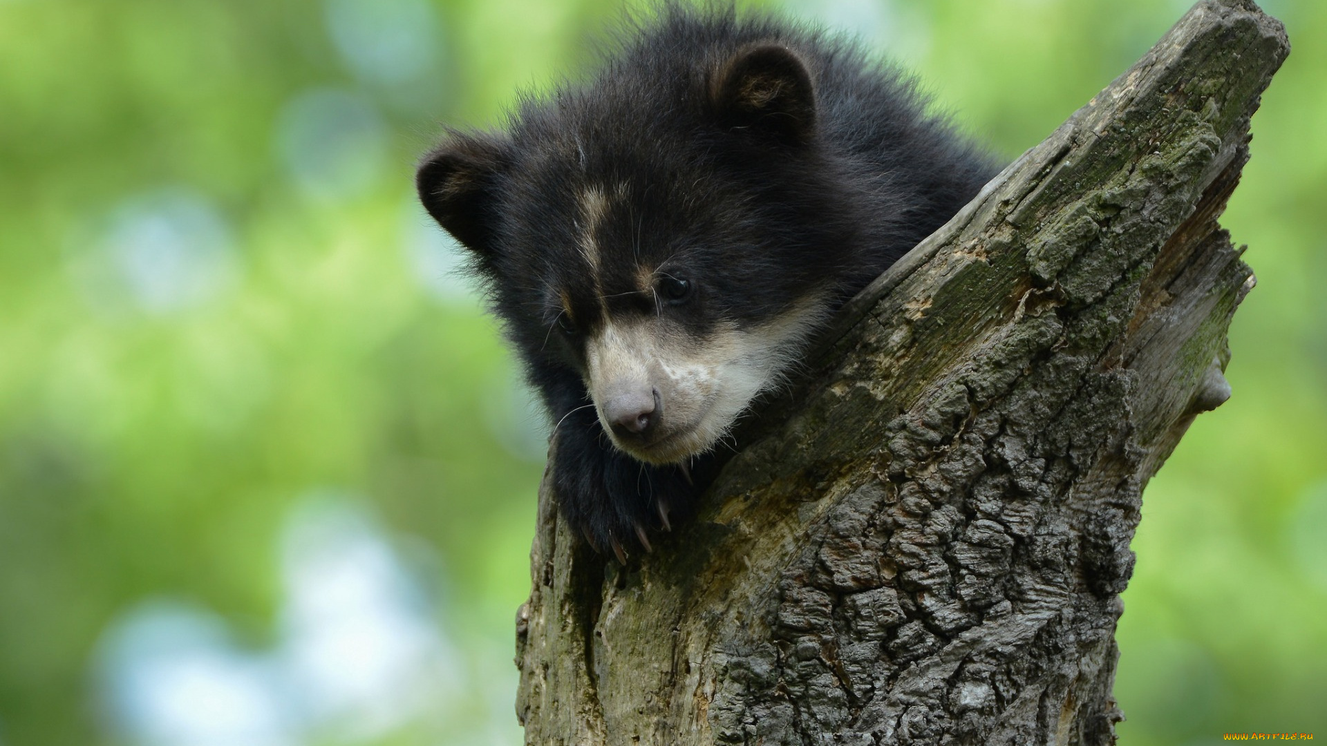 барибал, животные, медведи, медвежонок, дикая, природа, черный, медведь
