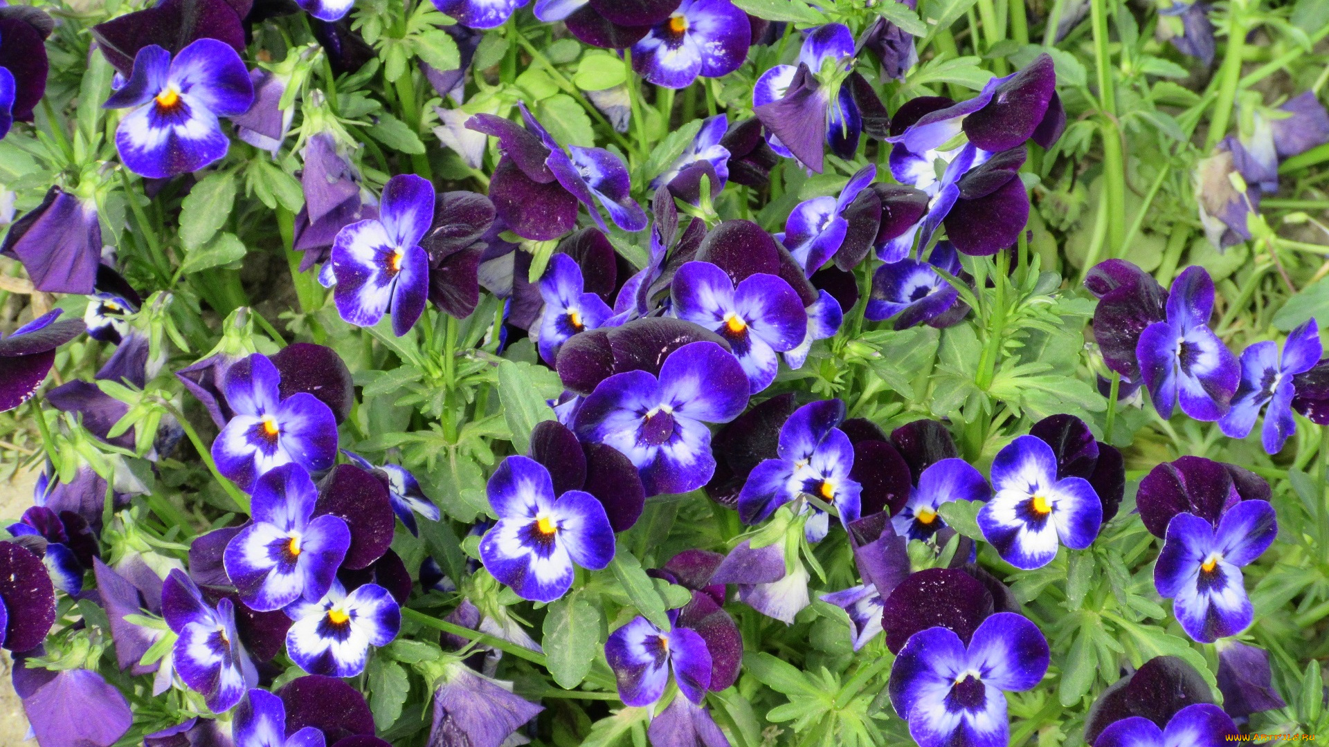 цветы, анютины, глазки, , садовые, фиалки, весна, 2018