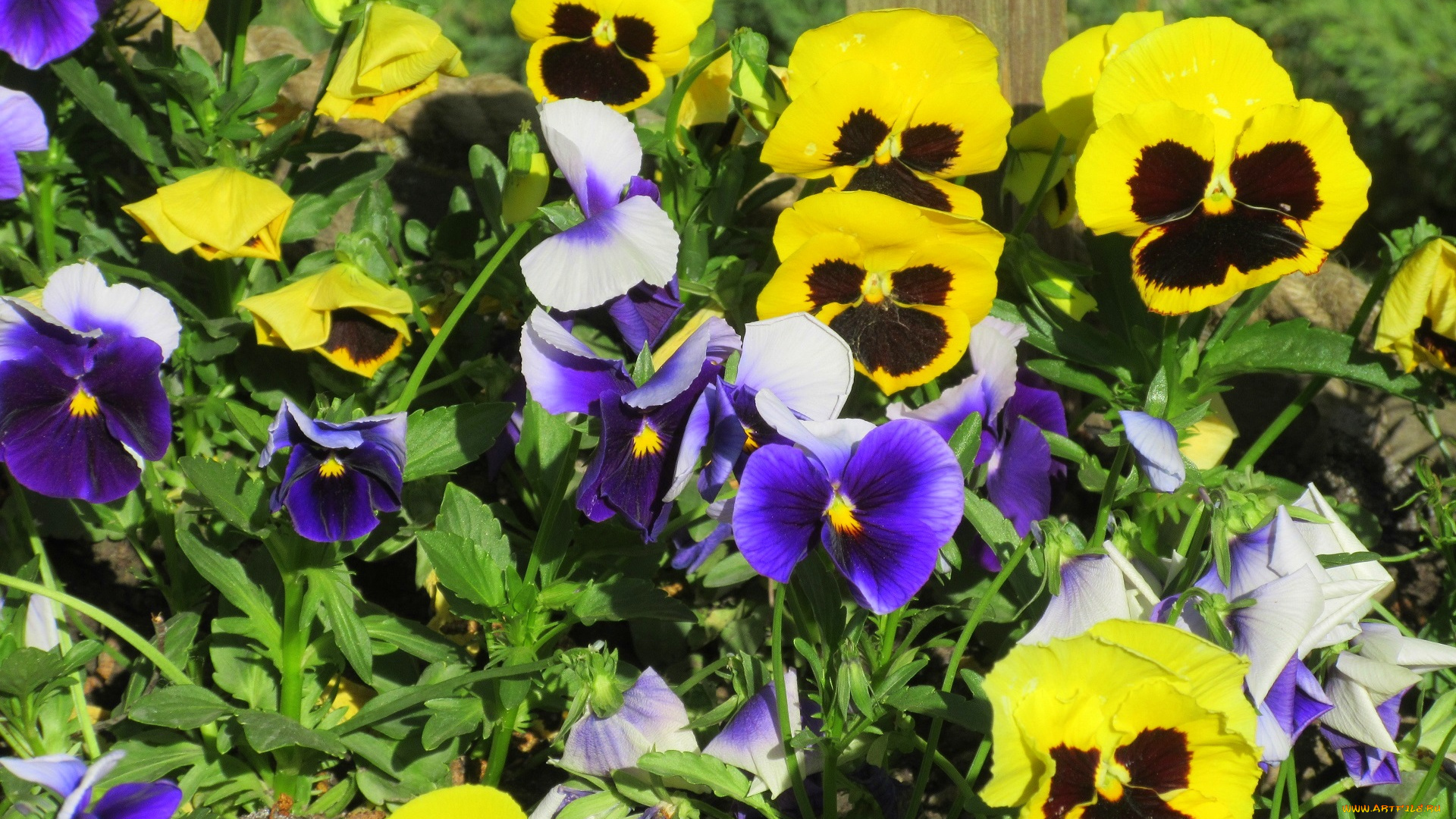 цветы, анютины, глазки, , садовые, фиалки, весна, 2018