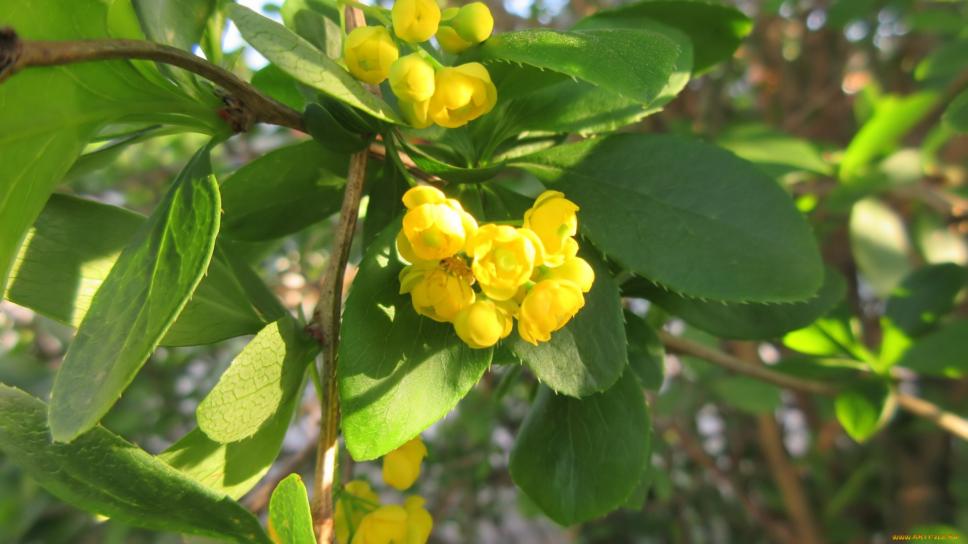 цветы, цветущие, деревья, , , кустарники, весна, 2018