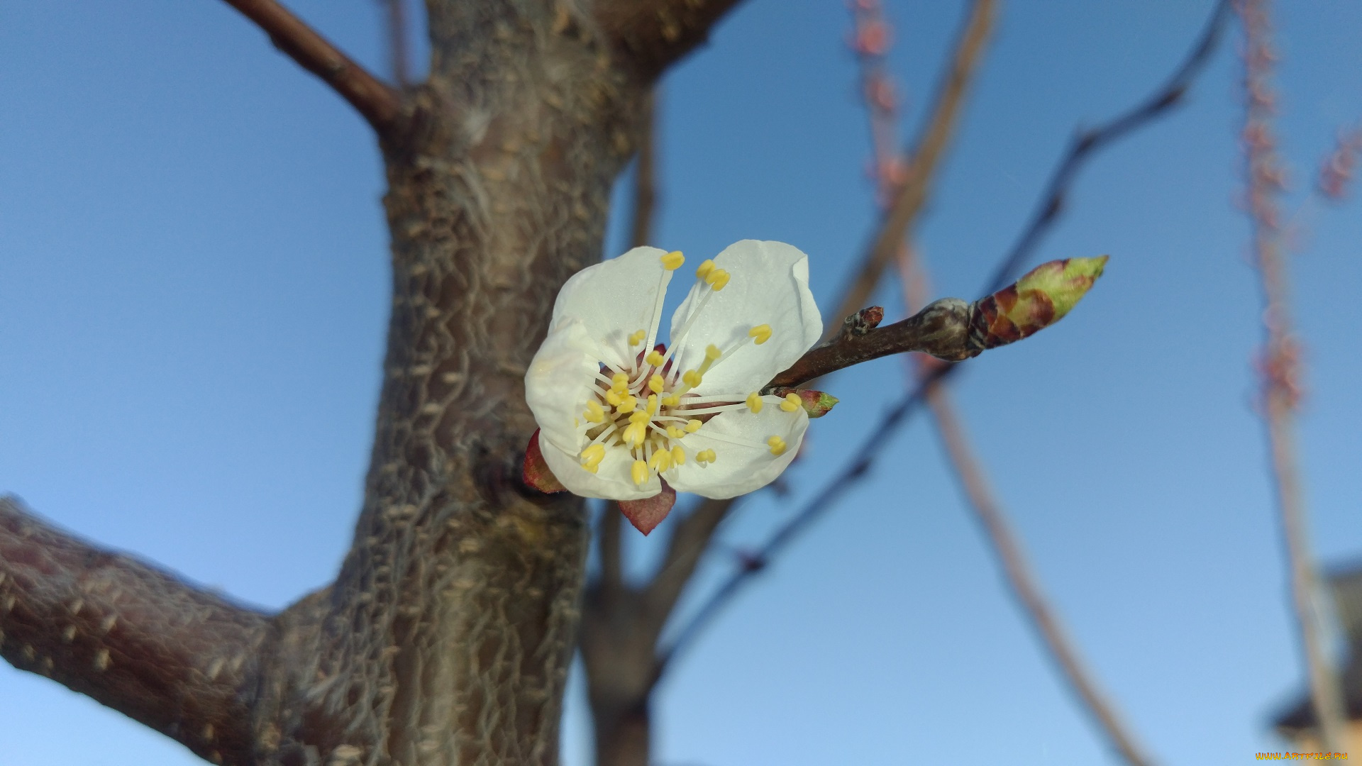 цветы, цветущие, деревья, , , кустарники, весна, 2018