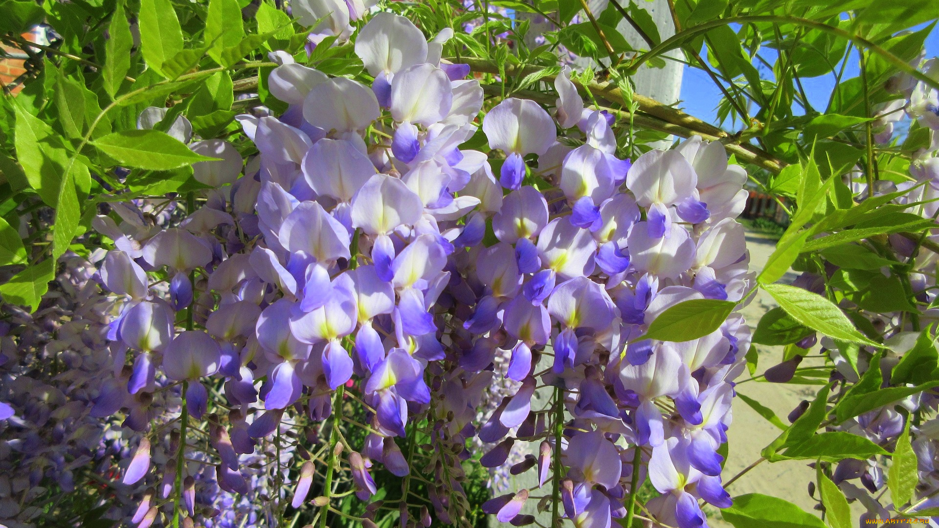 цветы, глициния, весна, 2018