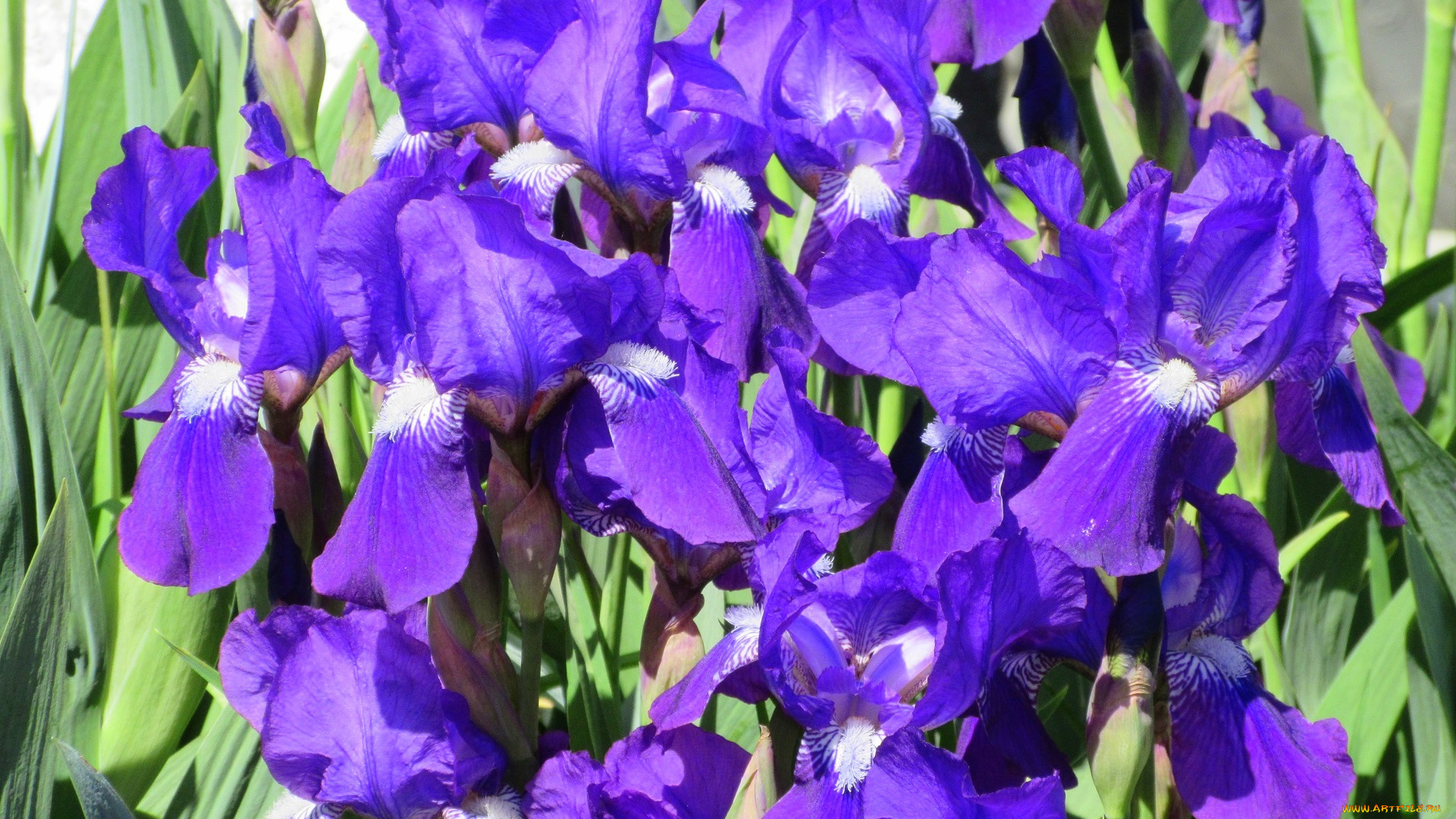 цветы, ирисы, весна, 2018