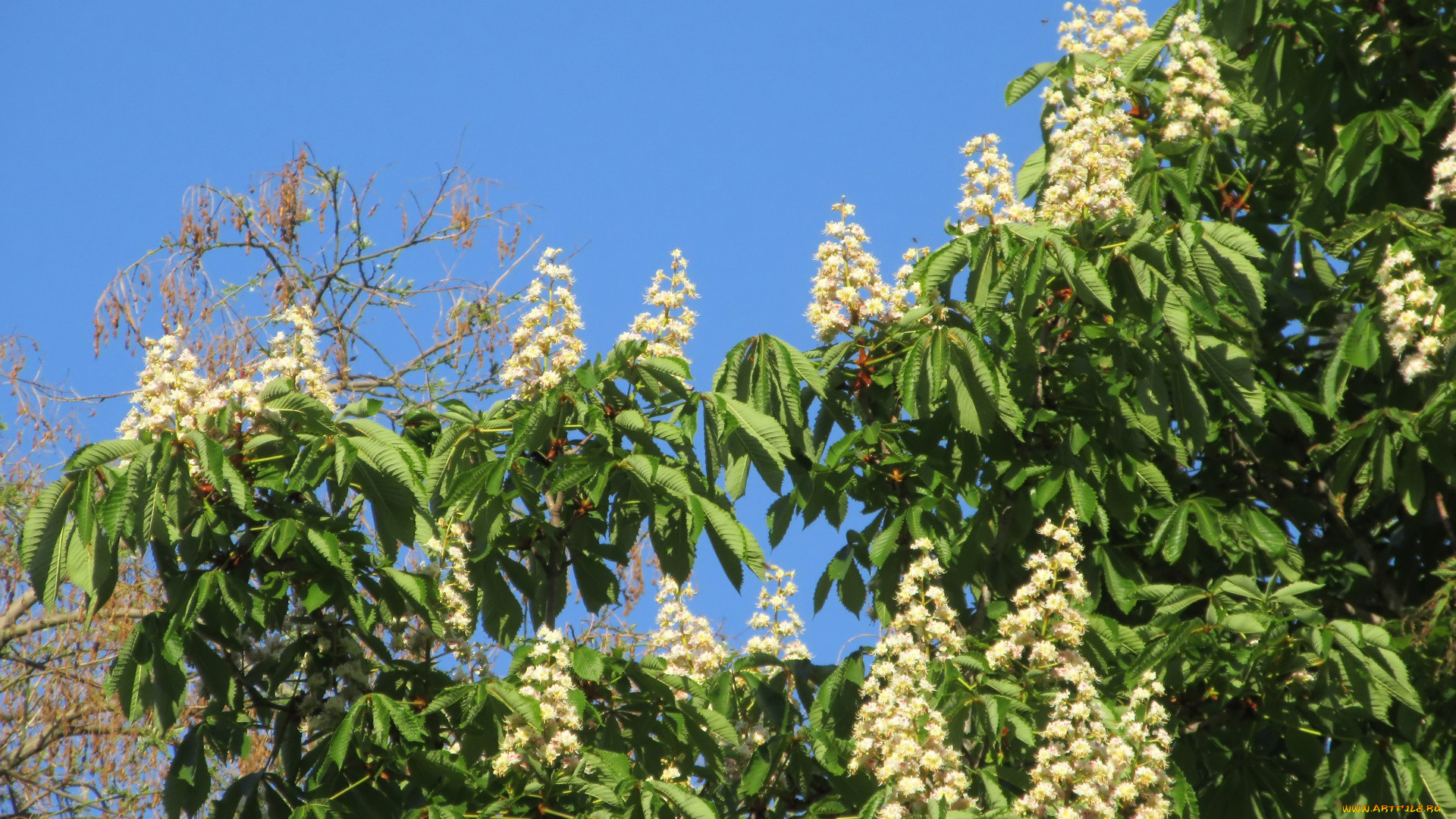 цветы, каштаны, весна, 2018