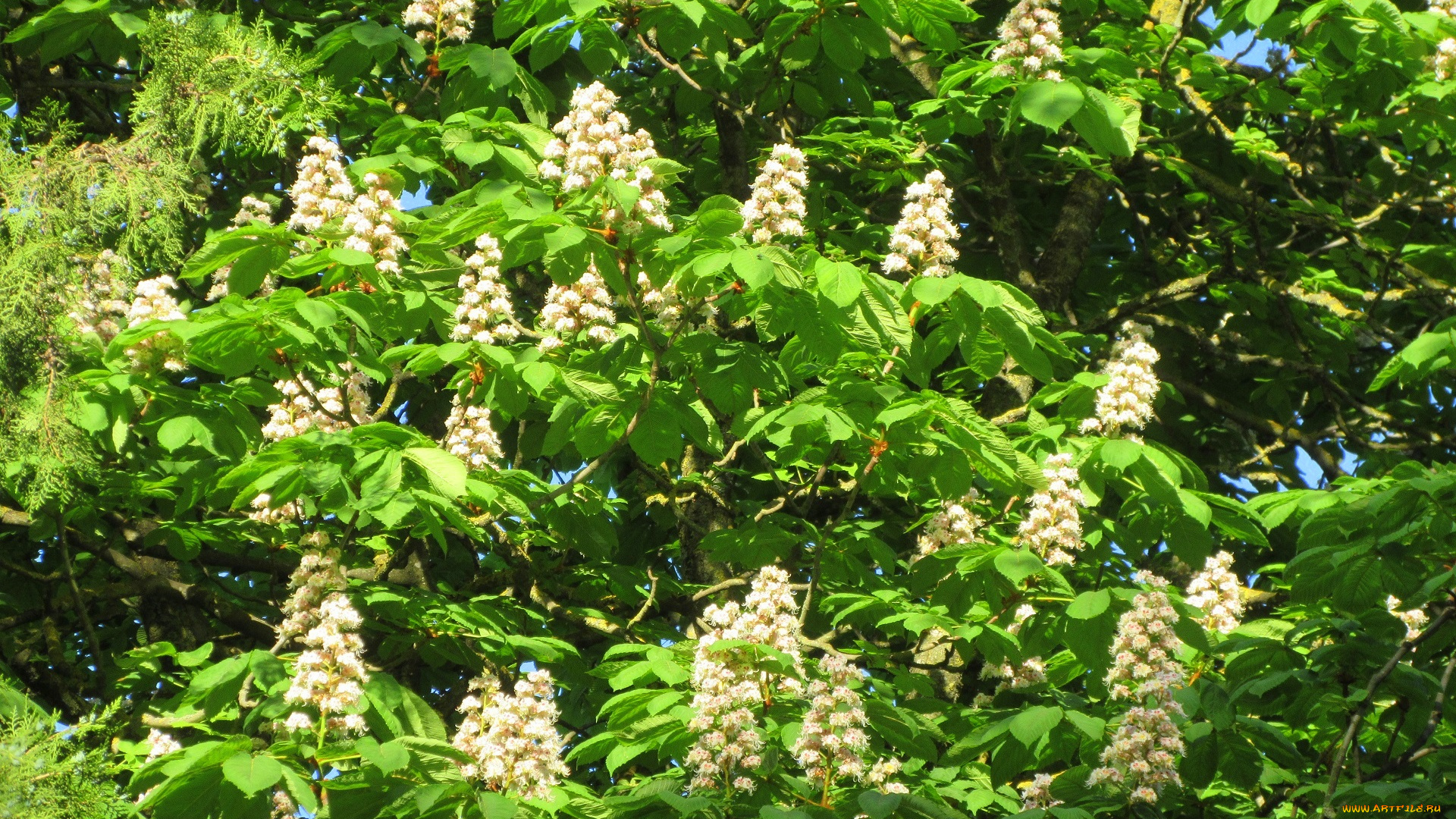 цветы, каштаны, весна, 2018