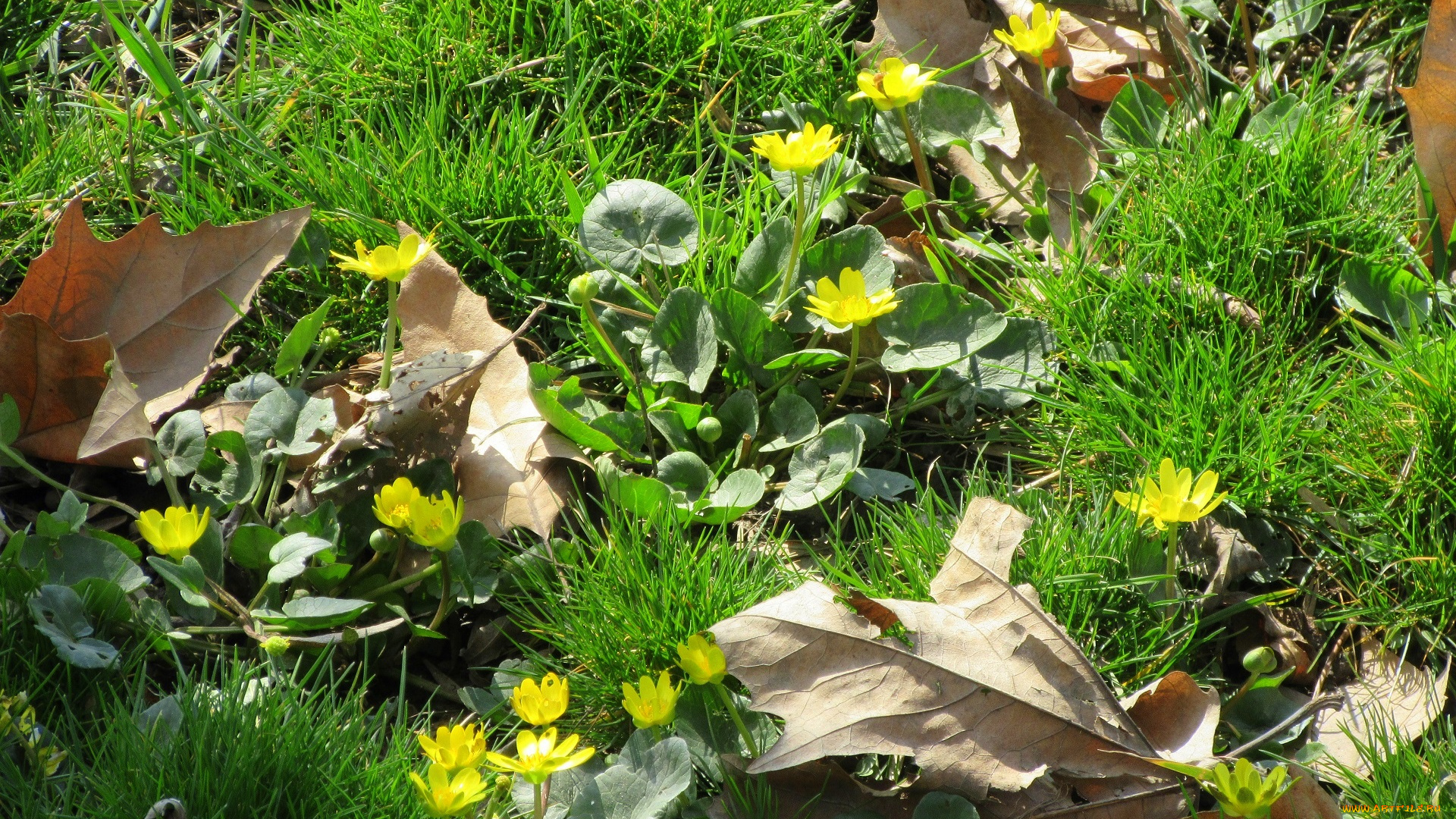 цветы, луговые, , полевые, , цветы, трава