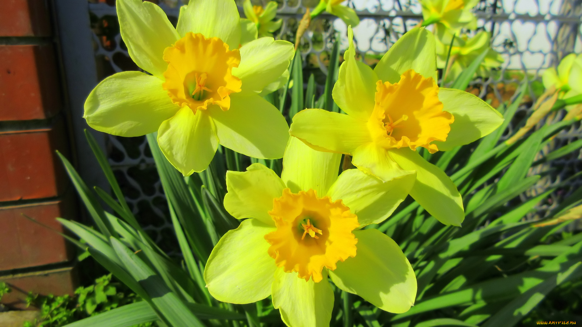 цветы, нарциссы