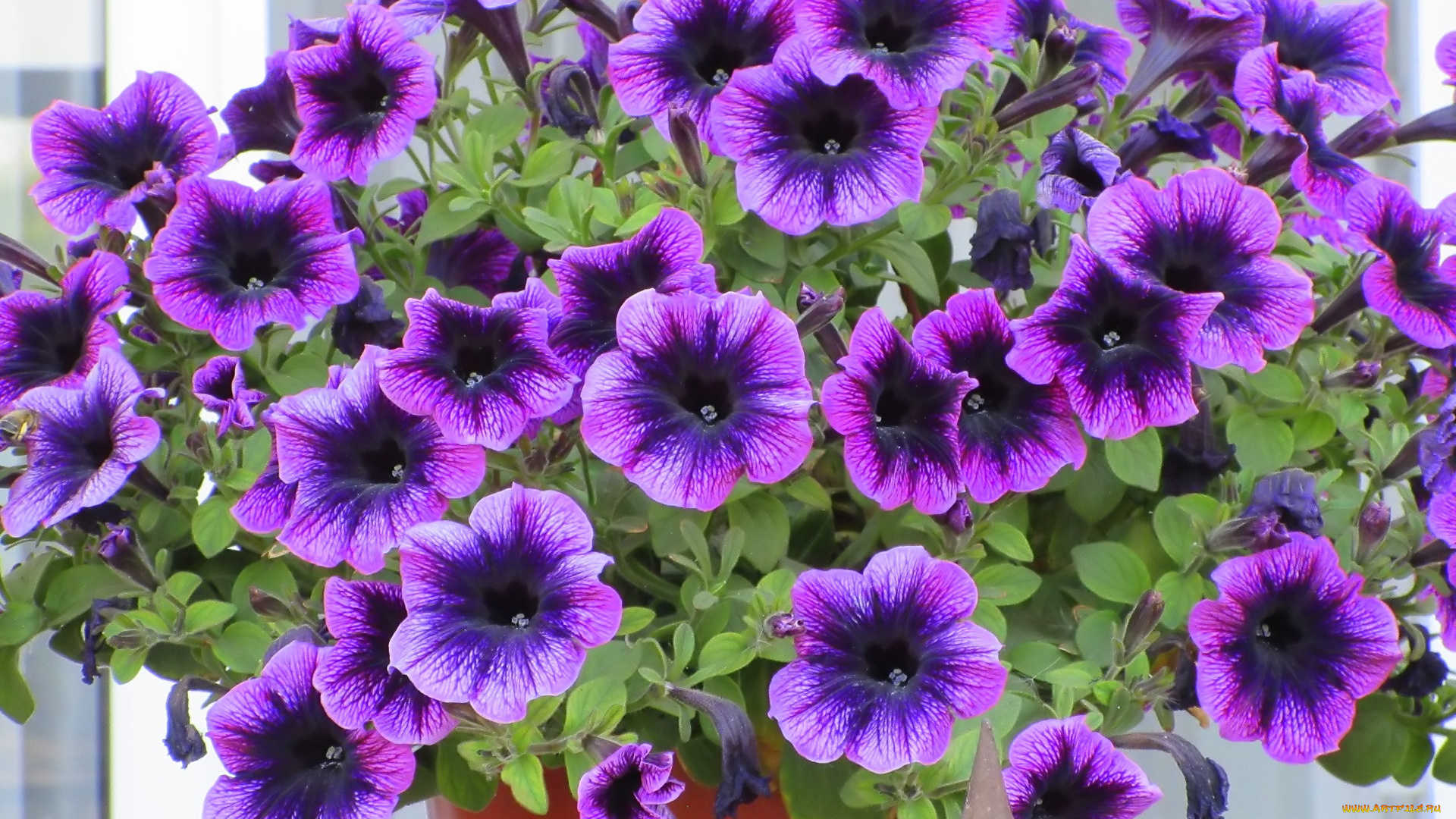 цветы, петунии, , калибрахоа, весна, 2018