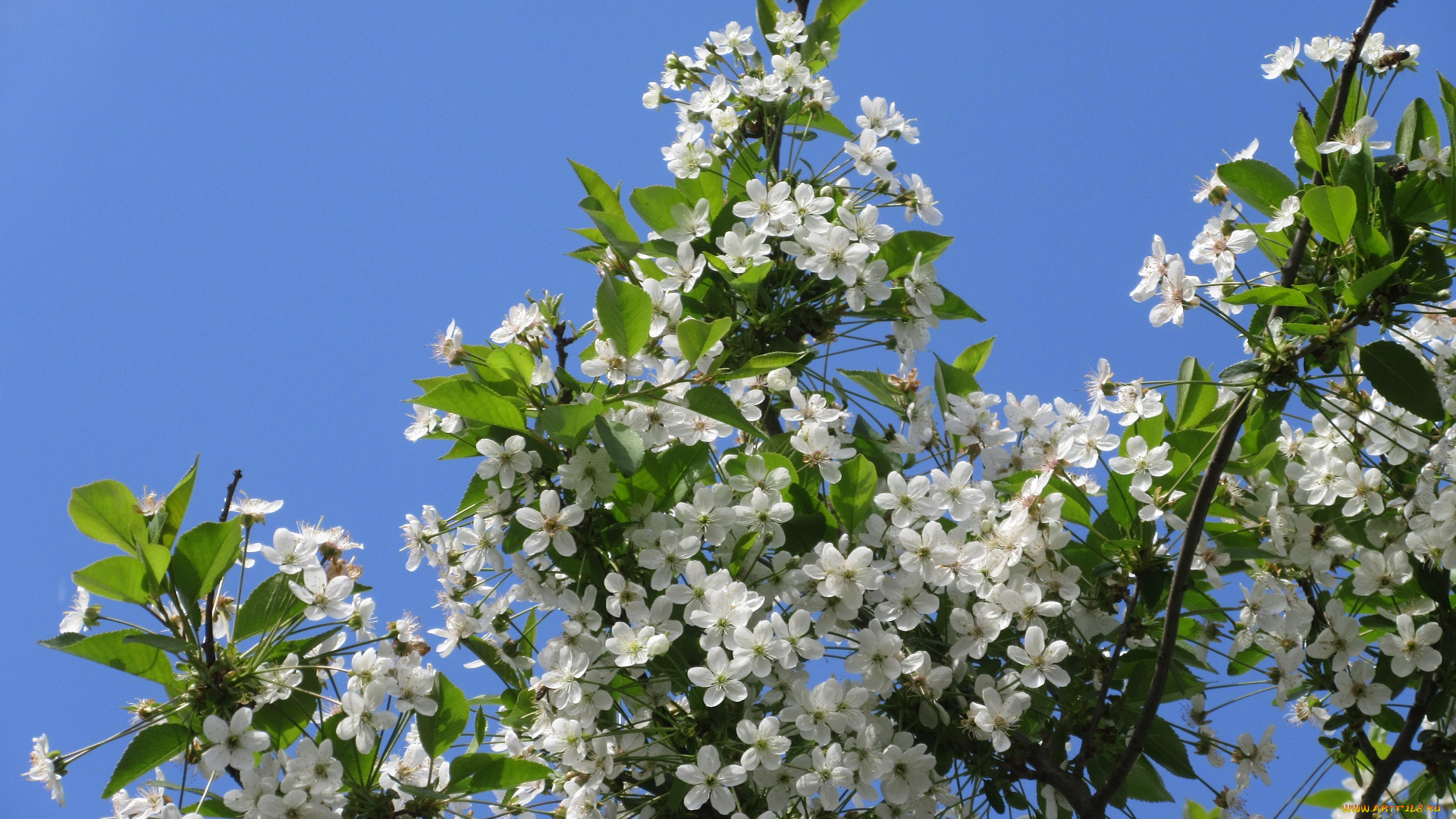 цветы, сакура, , вишня, весна, 2018