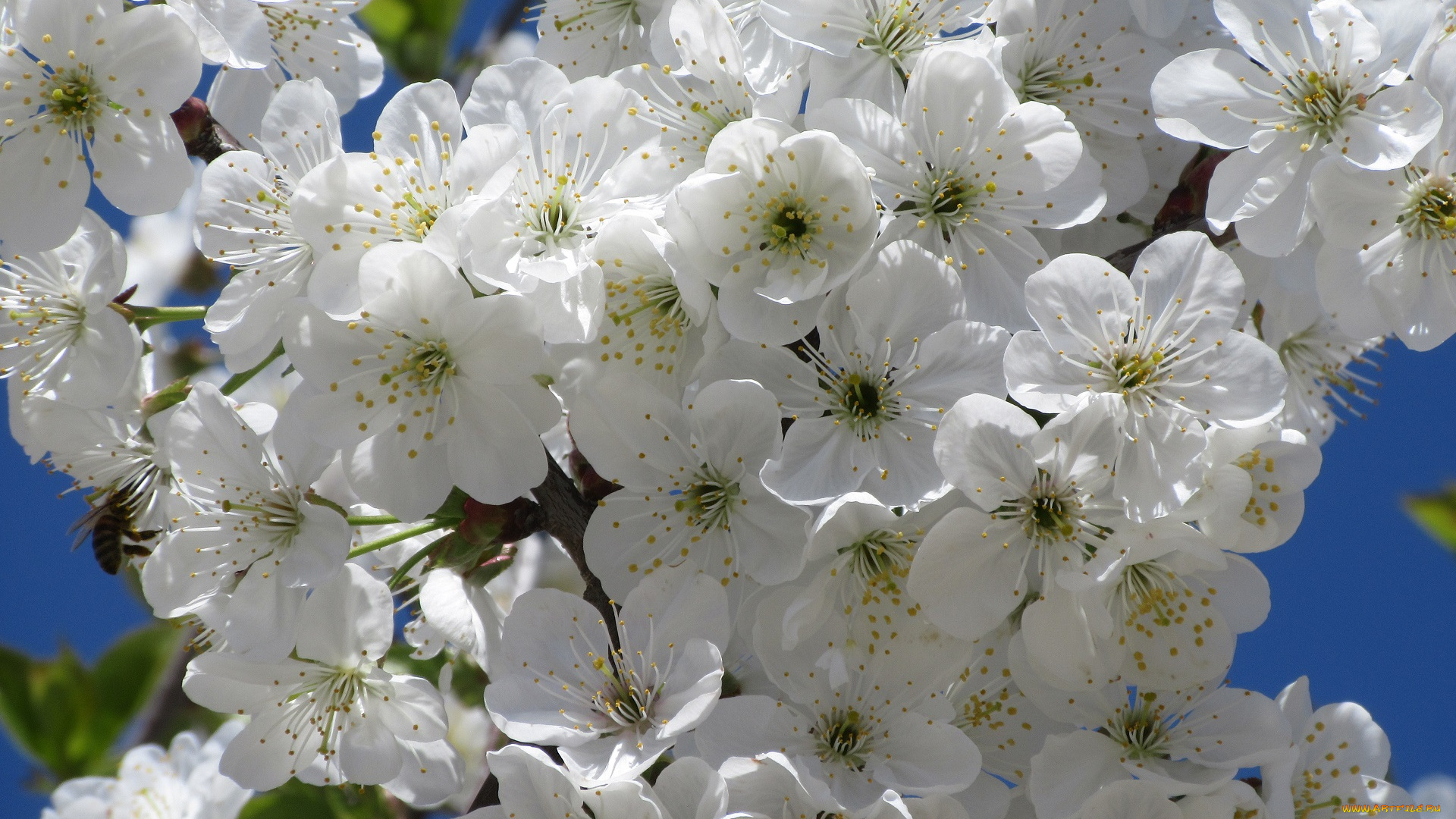 цветы, сакура, , вишня, весна, 2018