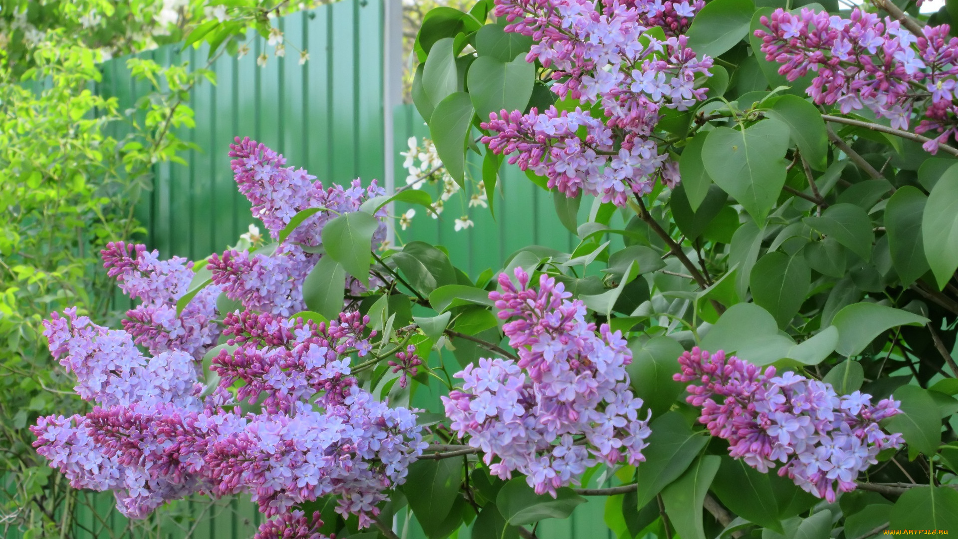 цветы, сирень, весна, 2018