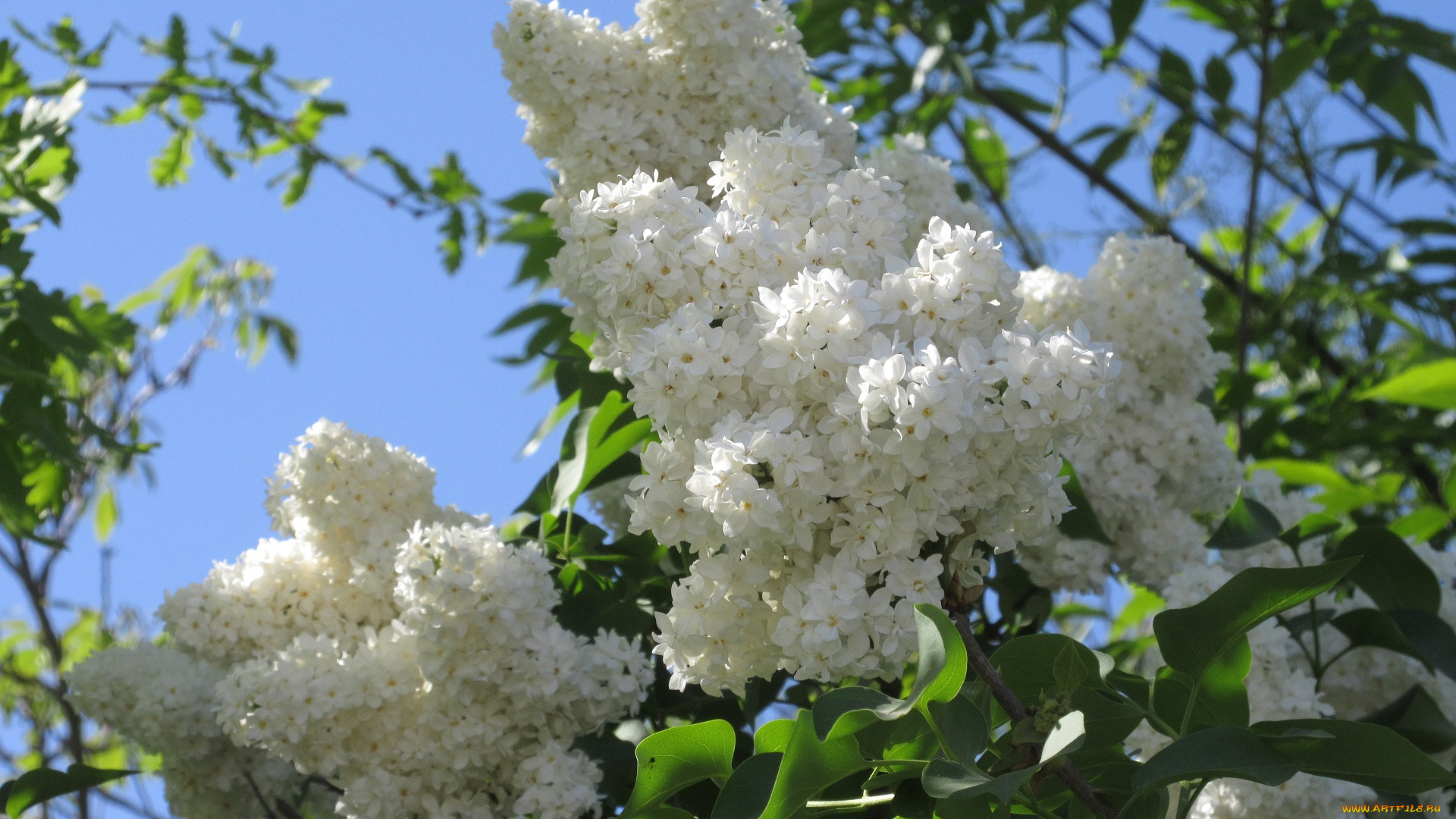 цветы, сирень, весна, 2018