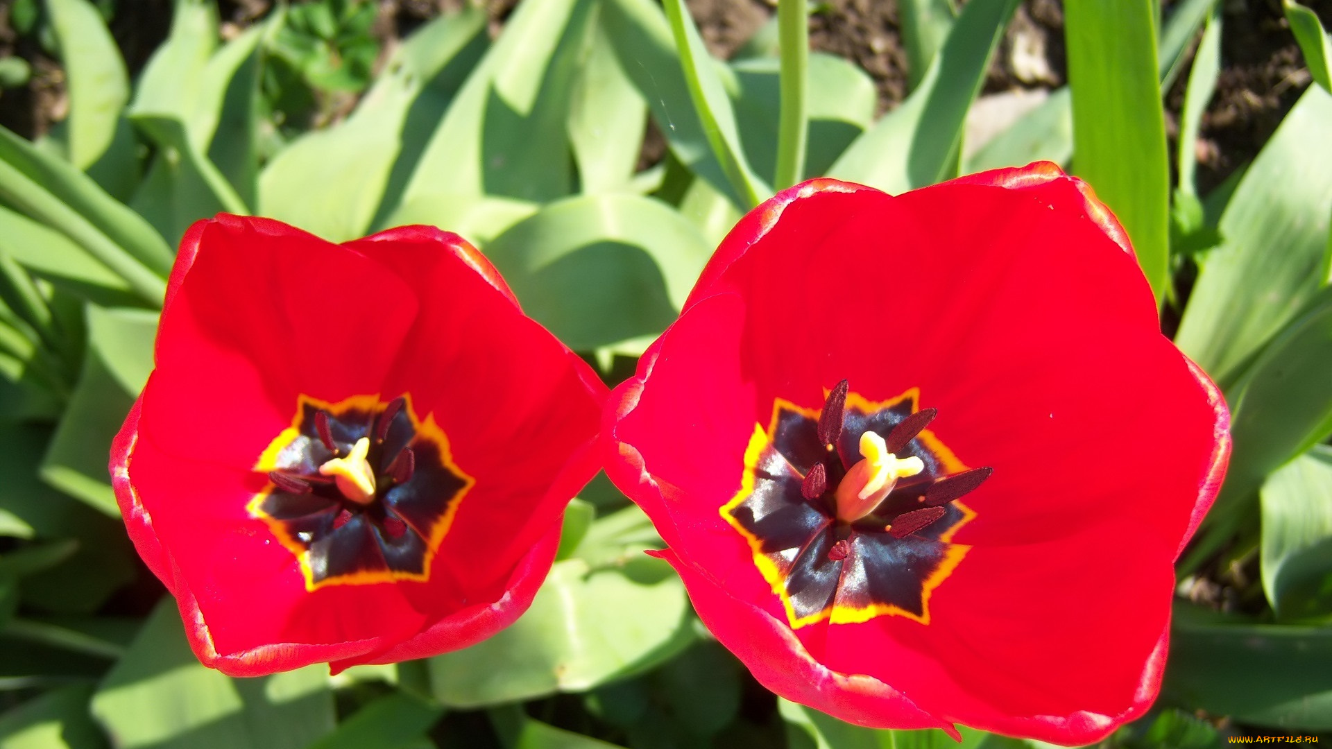 цветы, тюльпаны