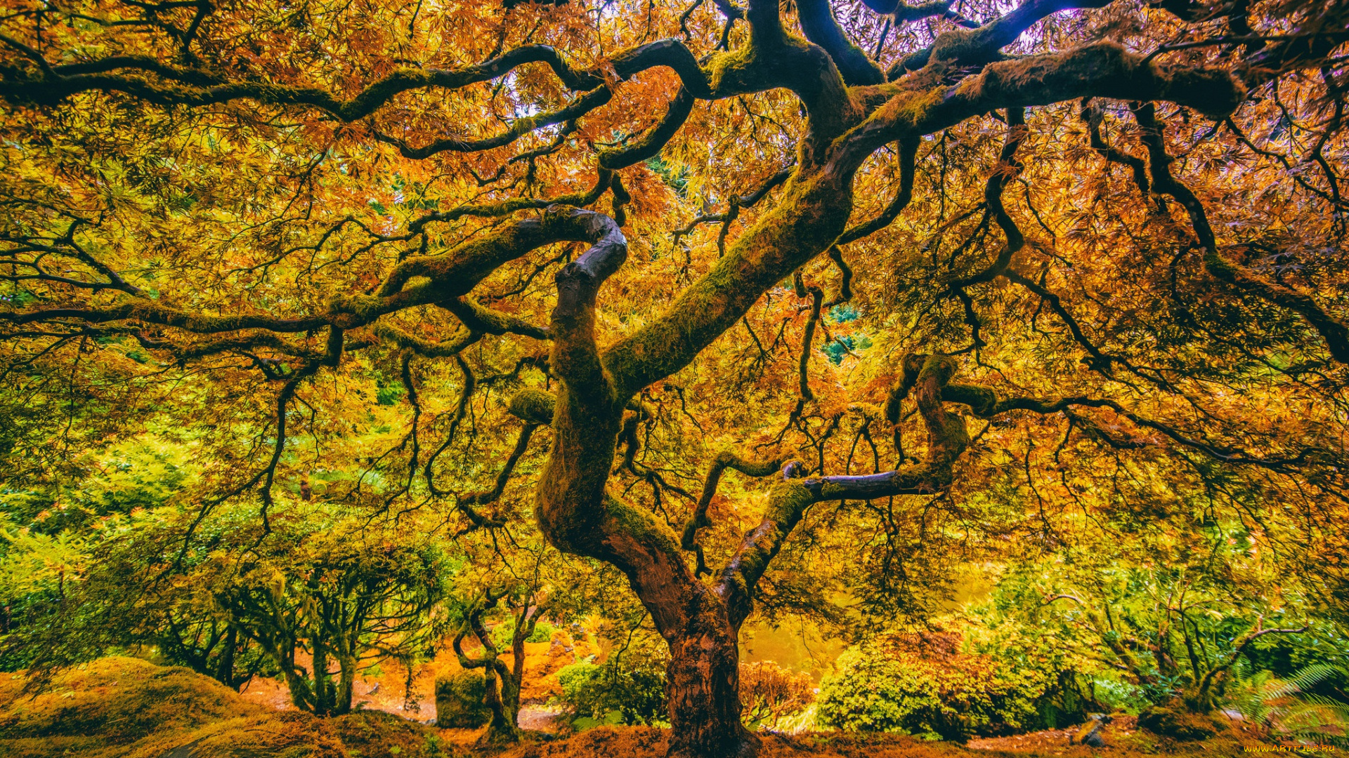 природа, деревья, дерево, ветки, листья