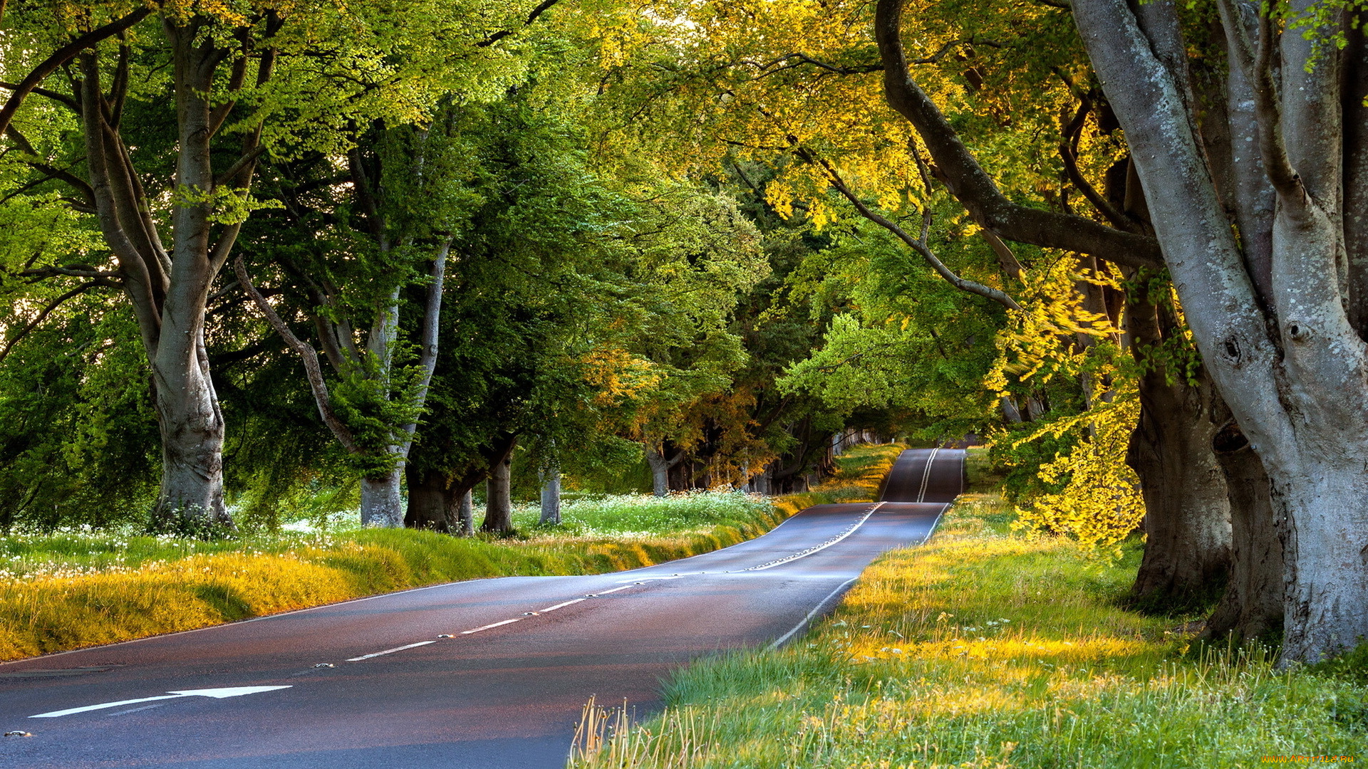 природа, дороги, дорога, деревья, пейзаж