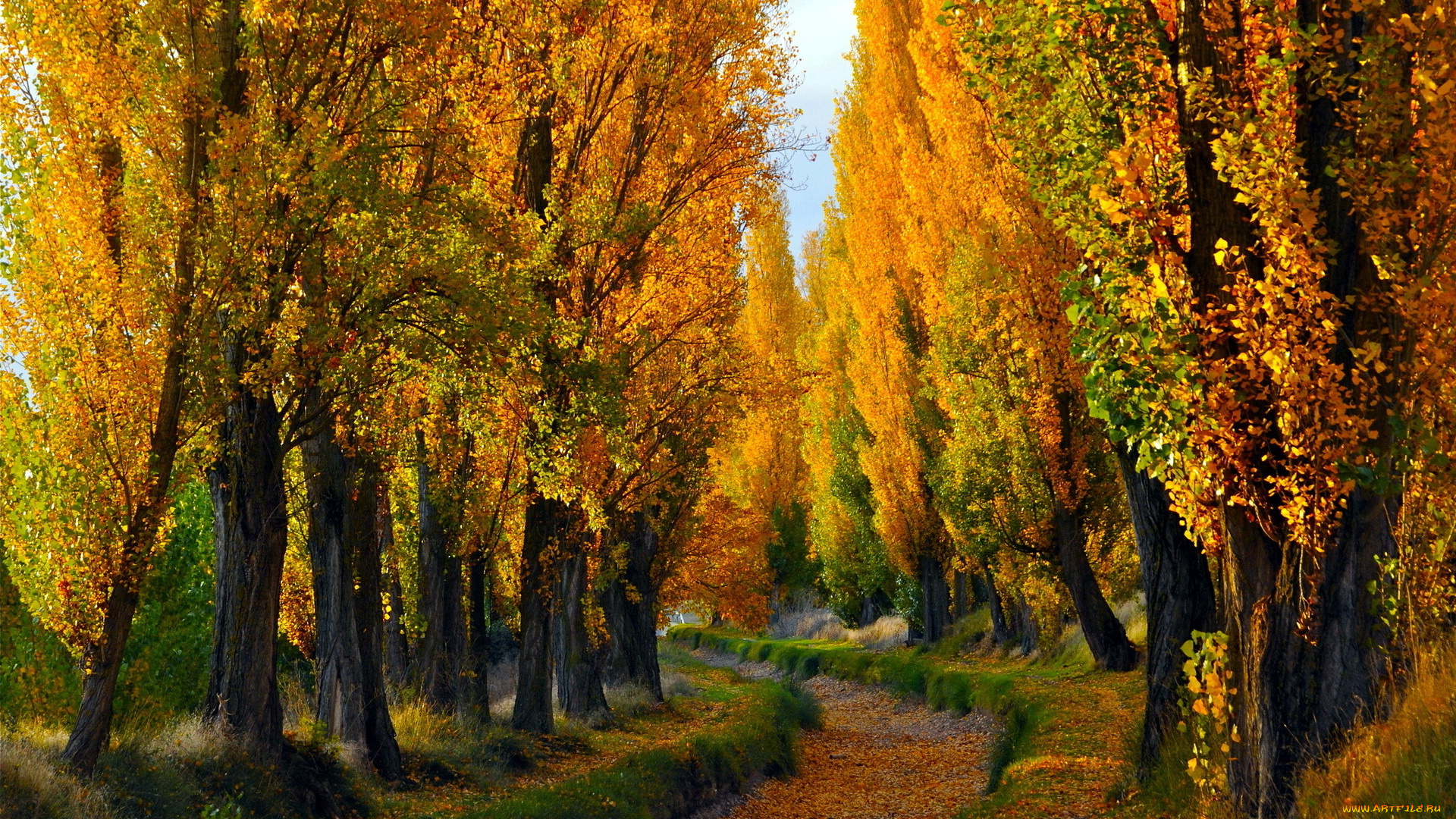 природа, лес, лето, осень, деревья