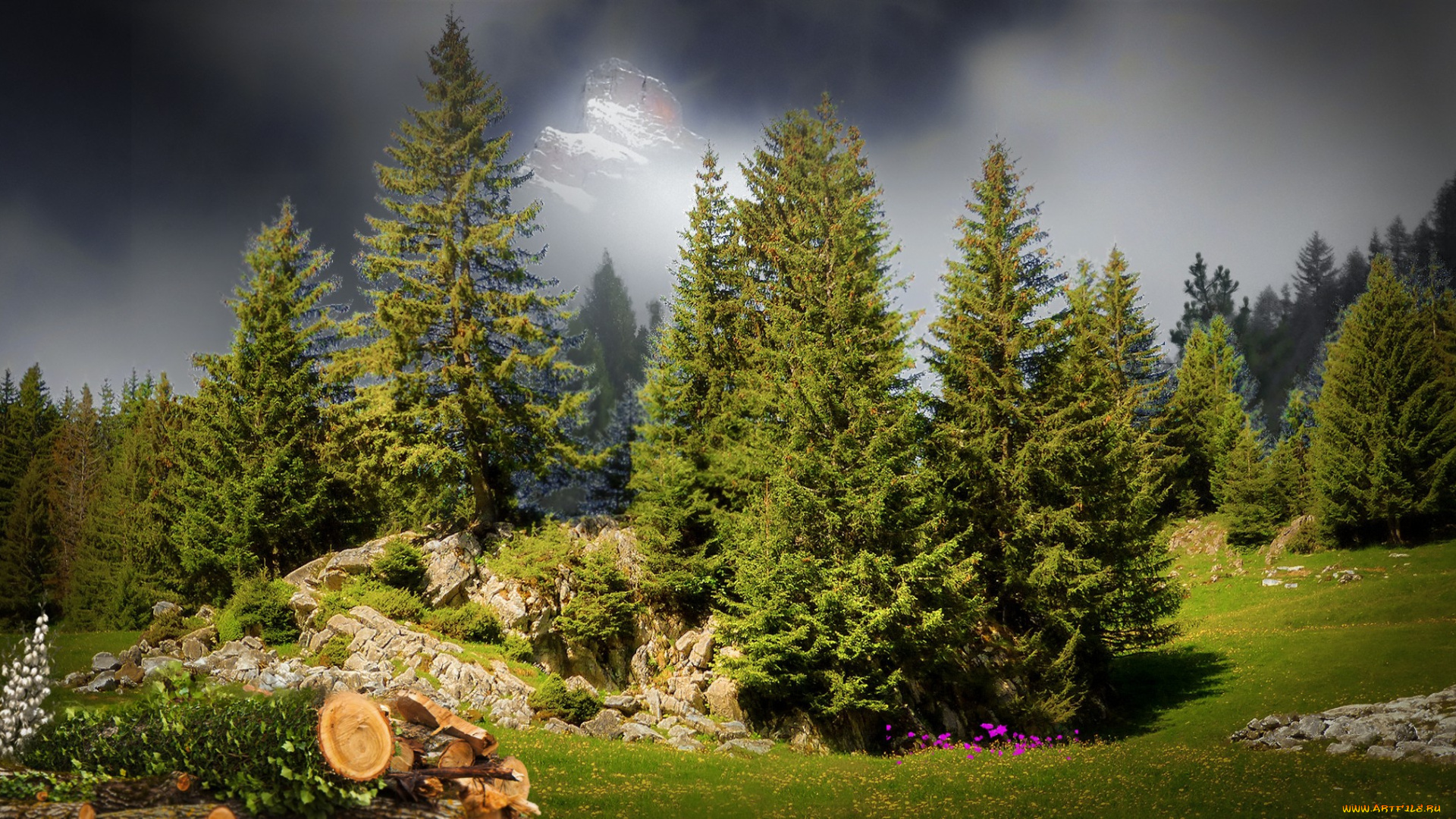 природа, лес, простор